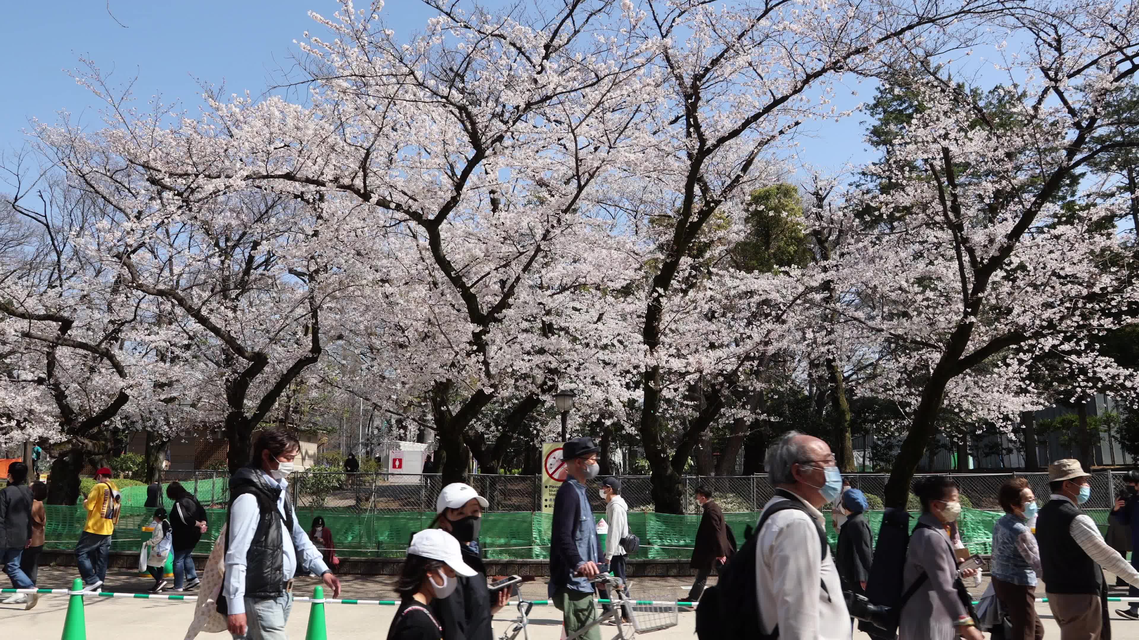 Tokyo bans parties during cherry blossoms season