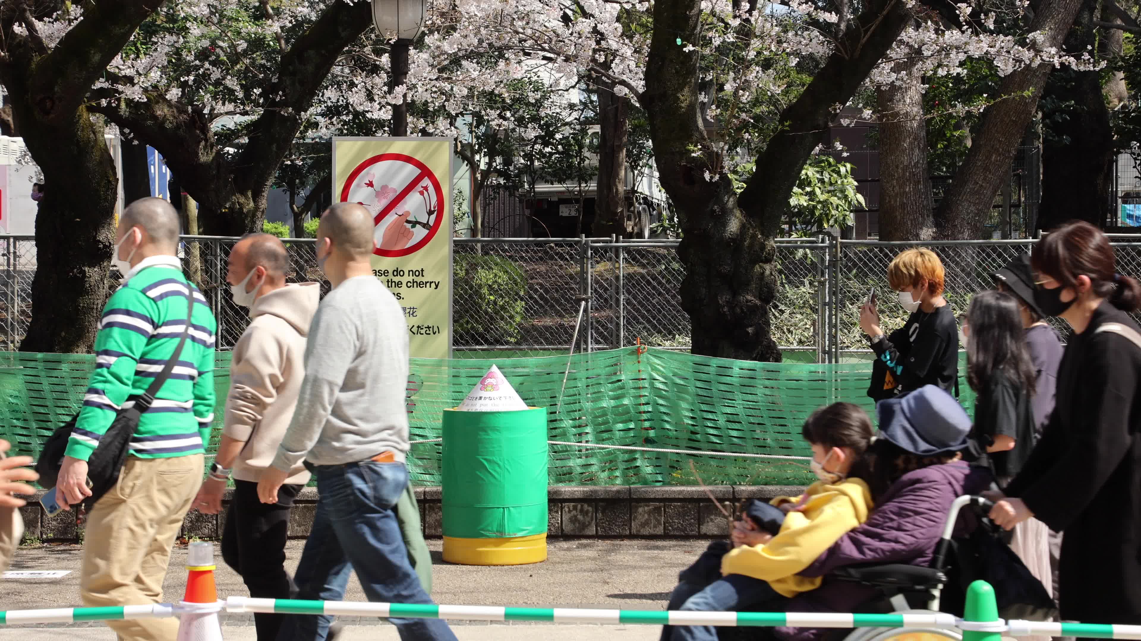 Tokyo bans parties during cherry blossoms season
