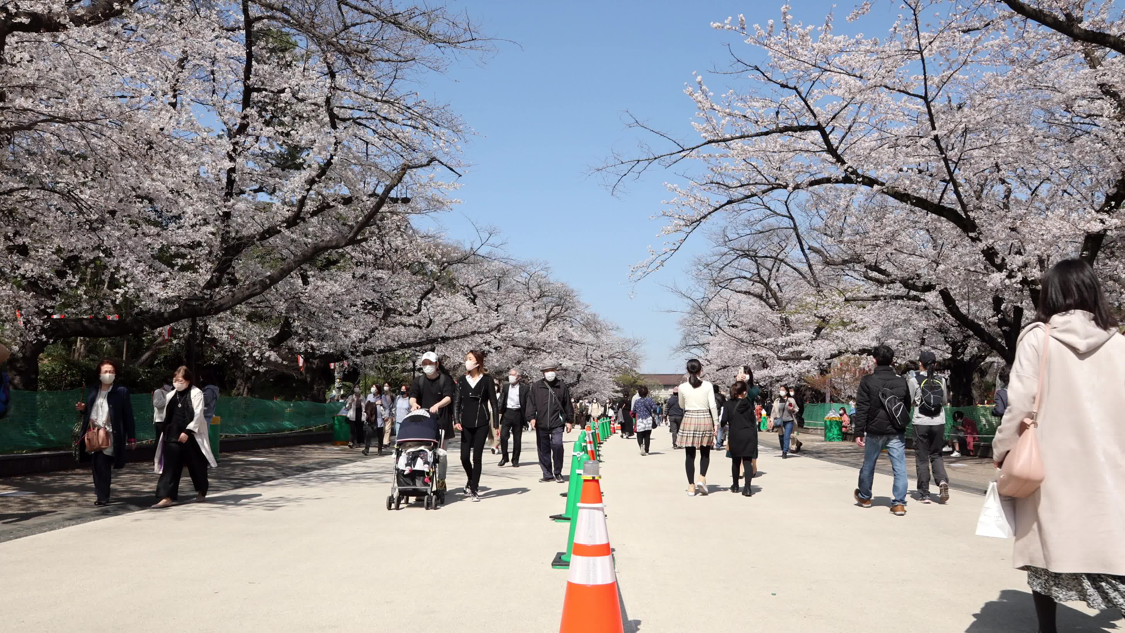 Tokyo bans parties during cherry blossoms season