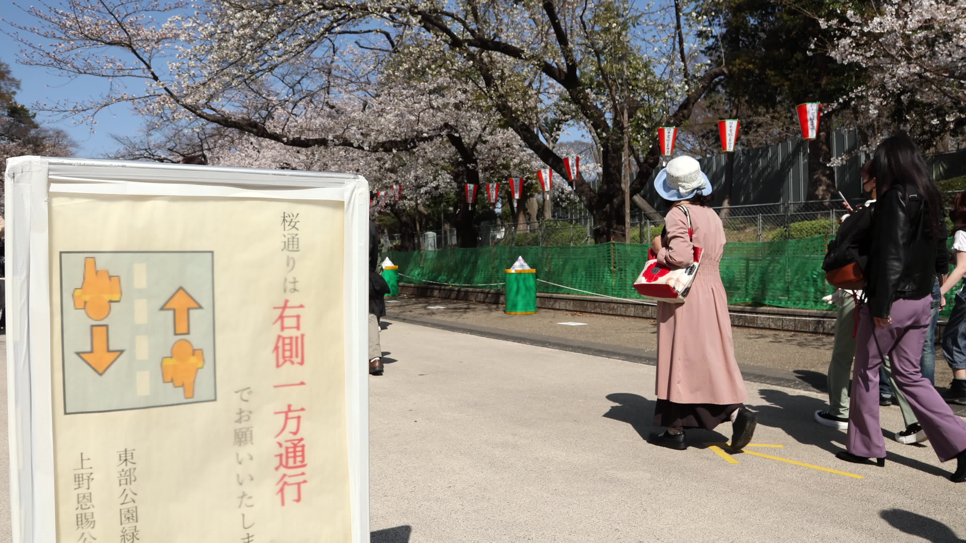 Tokyo bans parties during cherry blossoms season