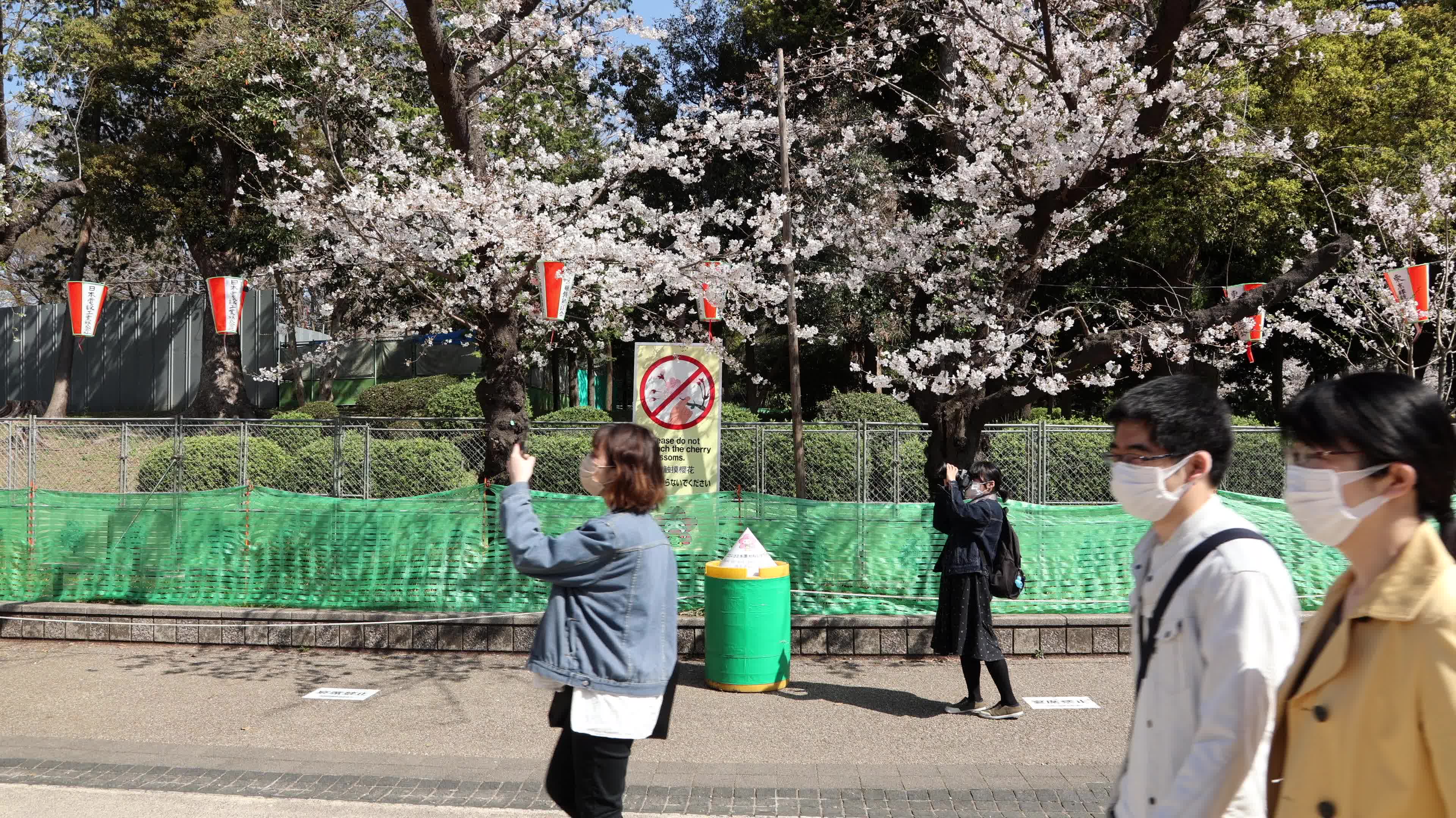 Tokyo bans parties during cherry blossoms season