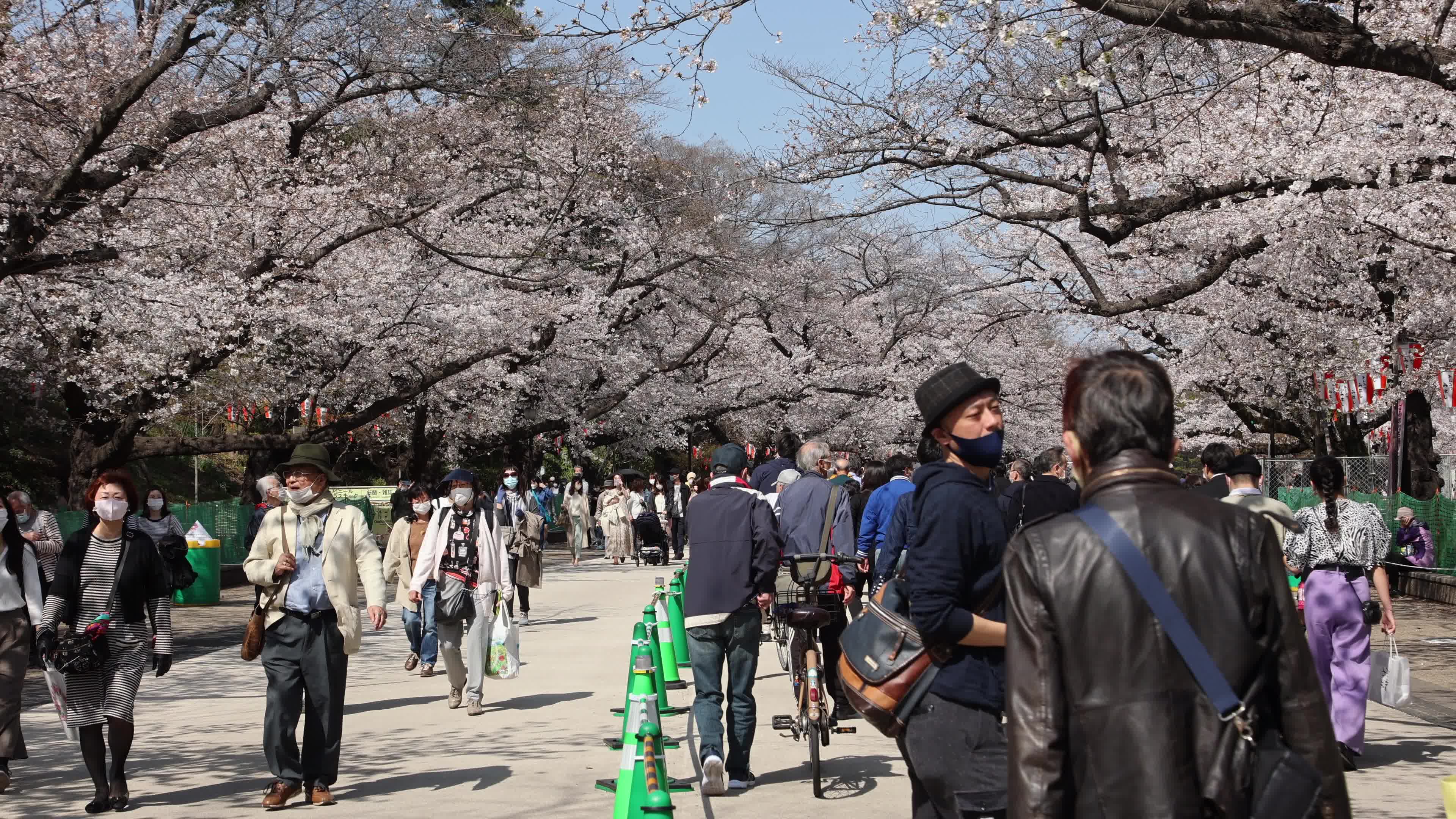 Tokyo bans parties during cherry blossoms season