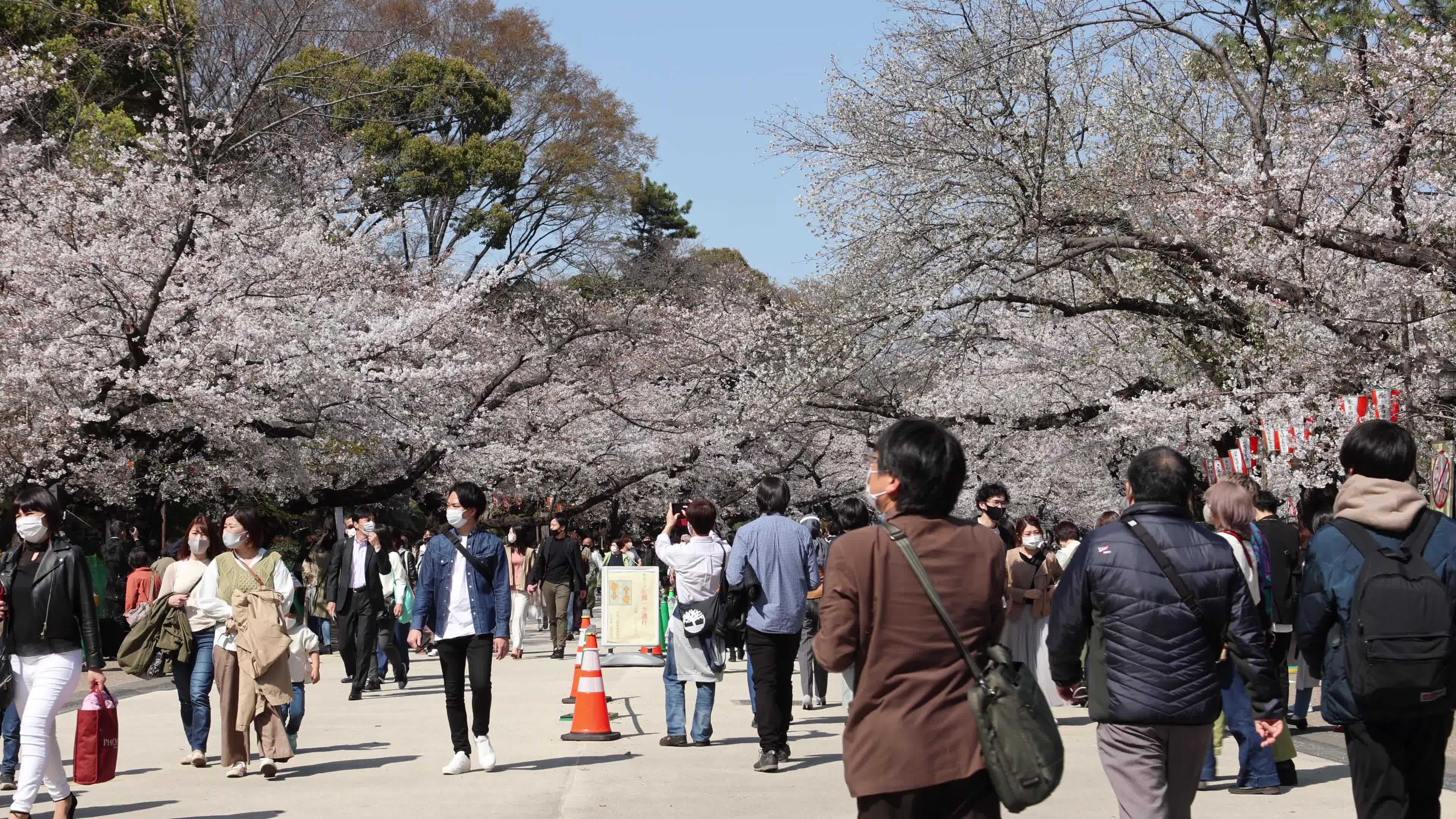 Tokyo bans parties during cherry blossoms season