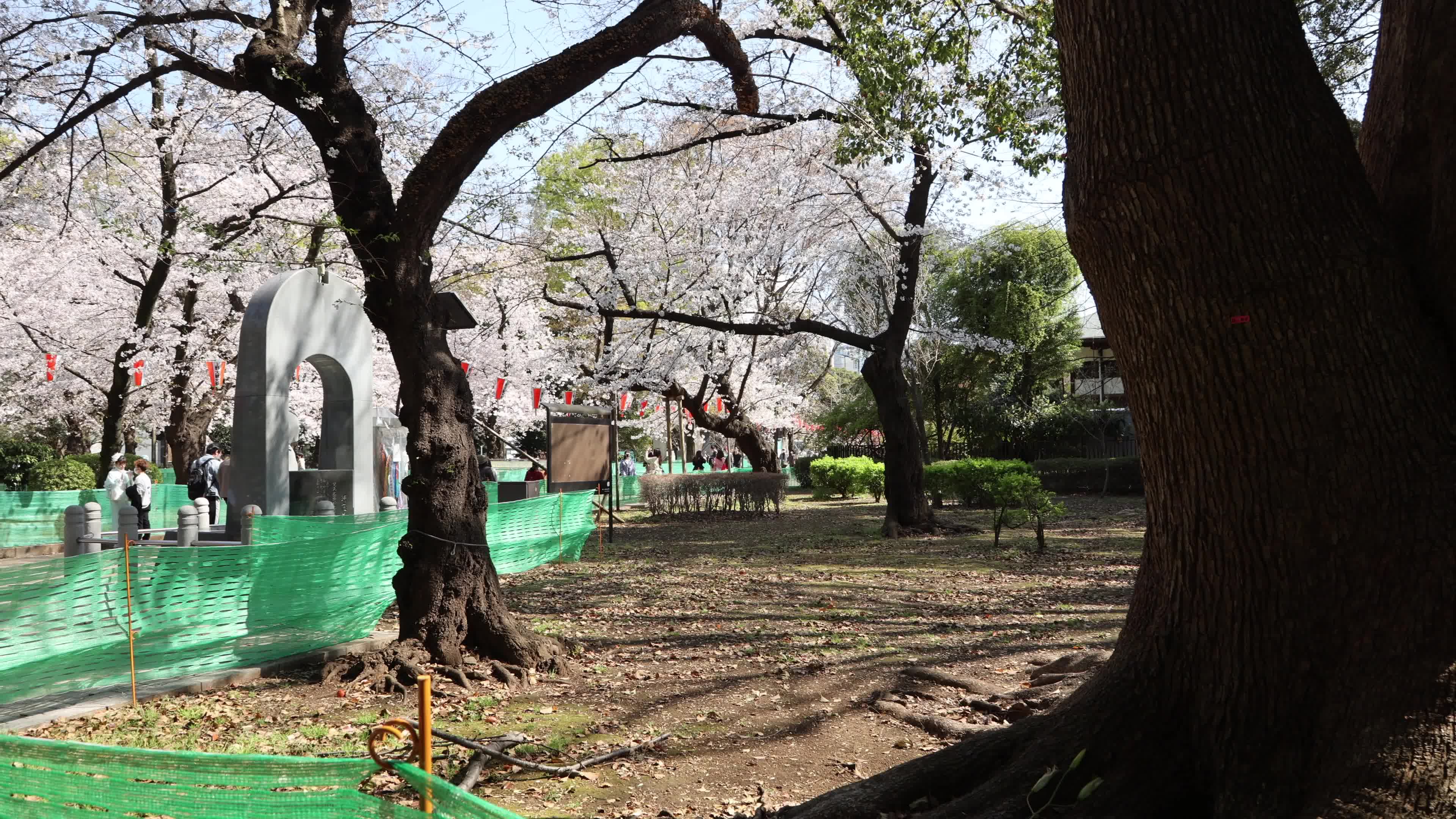 Tokyo bans parties during cherry blossoms season