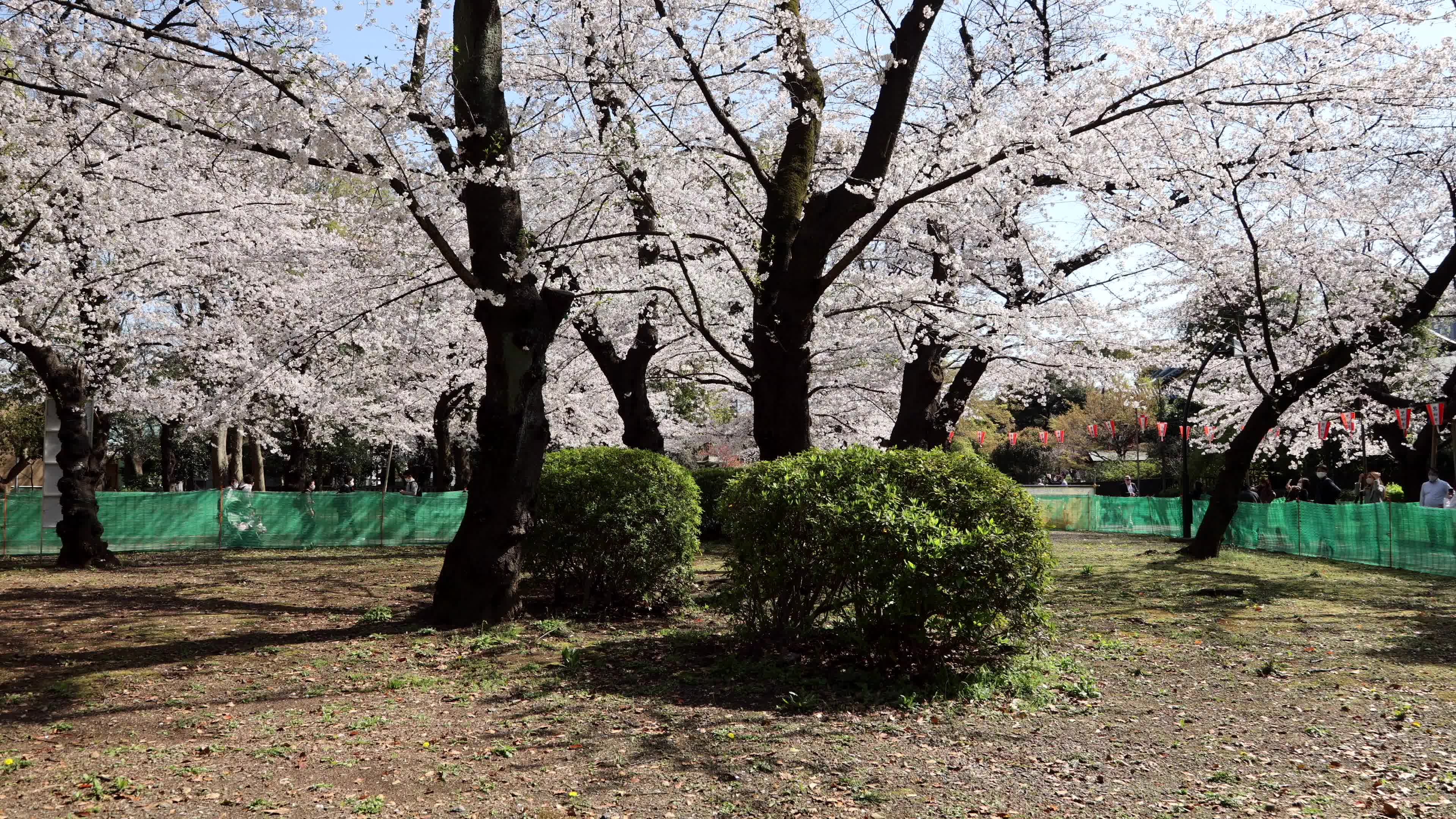 Tokyo bans parties during cherry blossoms season