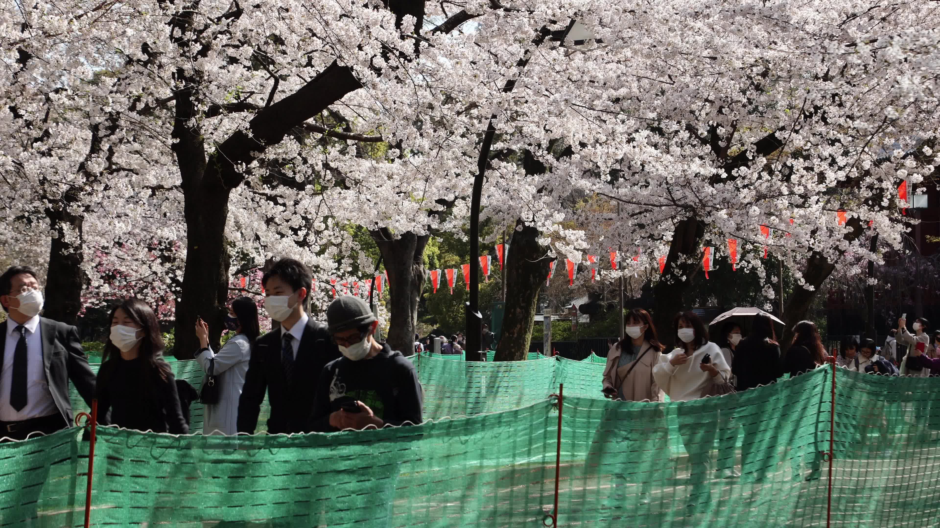 Tokyo bans parties during cherry blossoms season