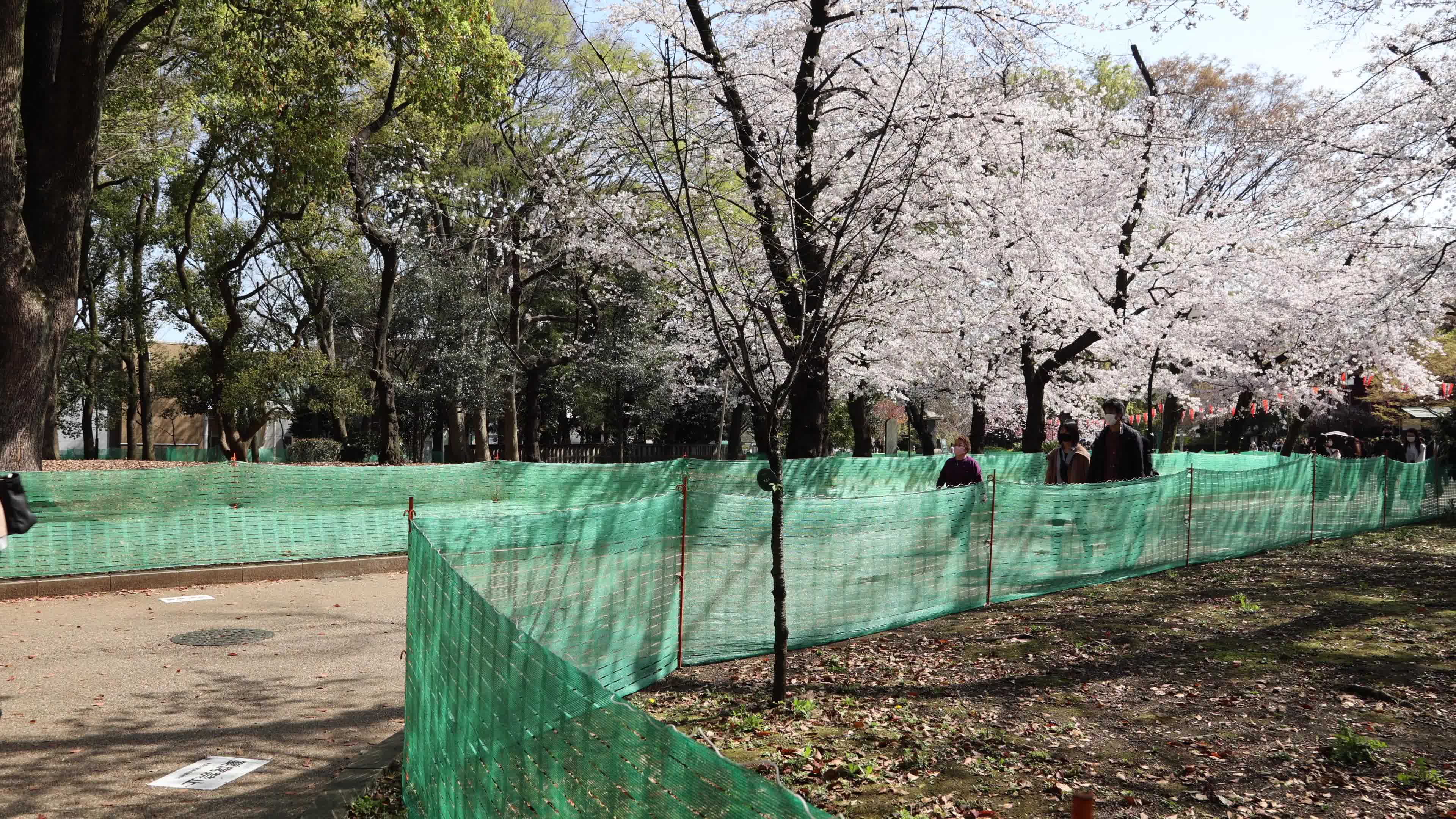 Tokyo bans parties during cherry blossoms season