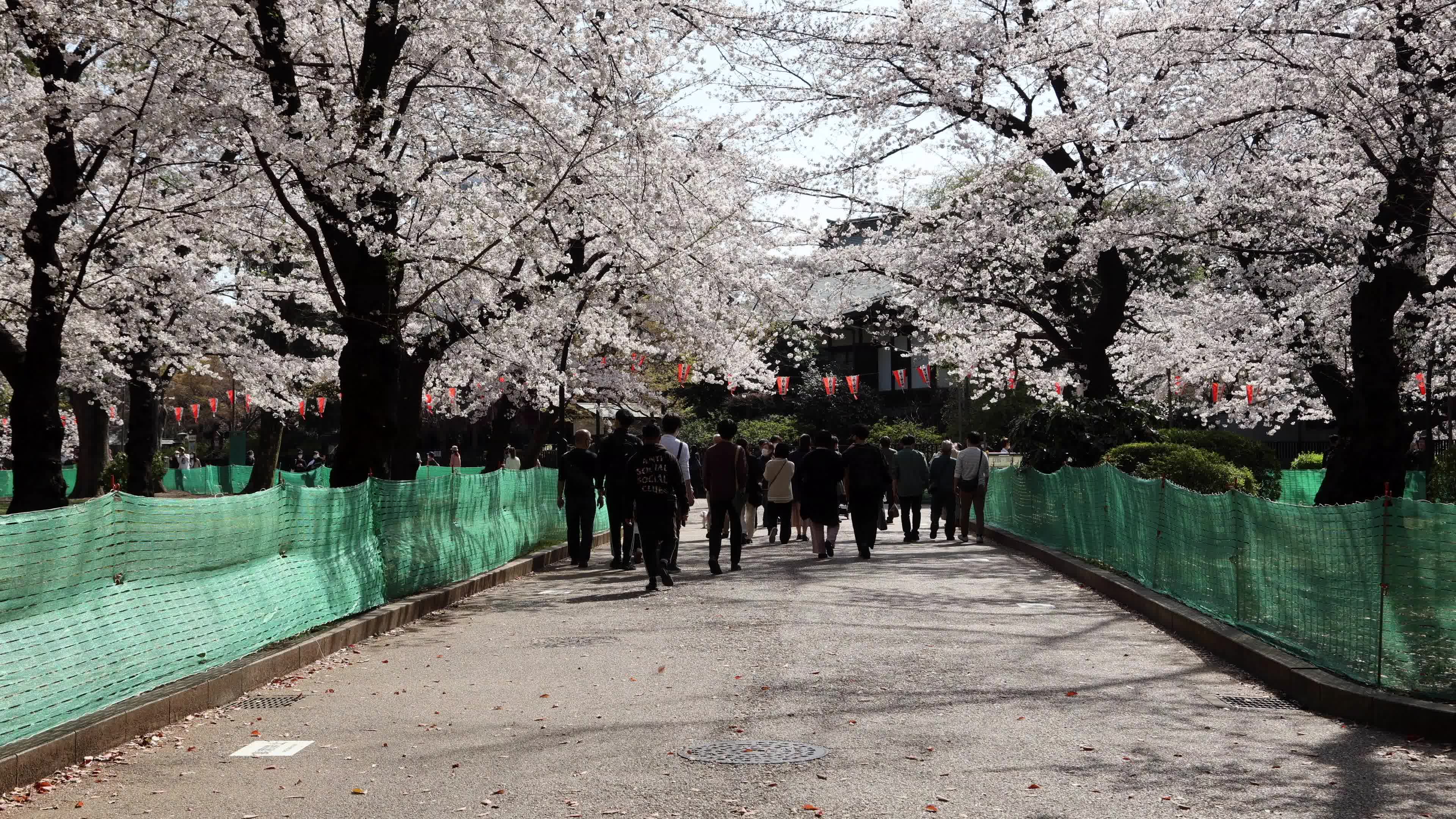 Tokyo bans parties during cherry blossoms season