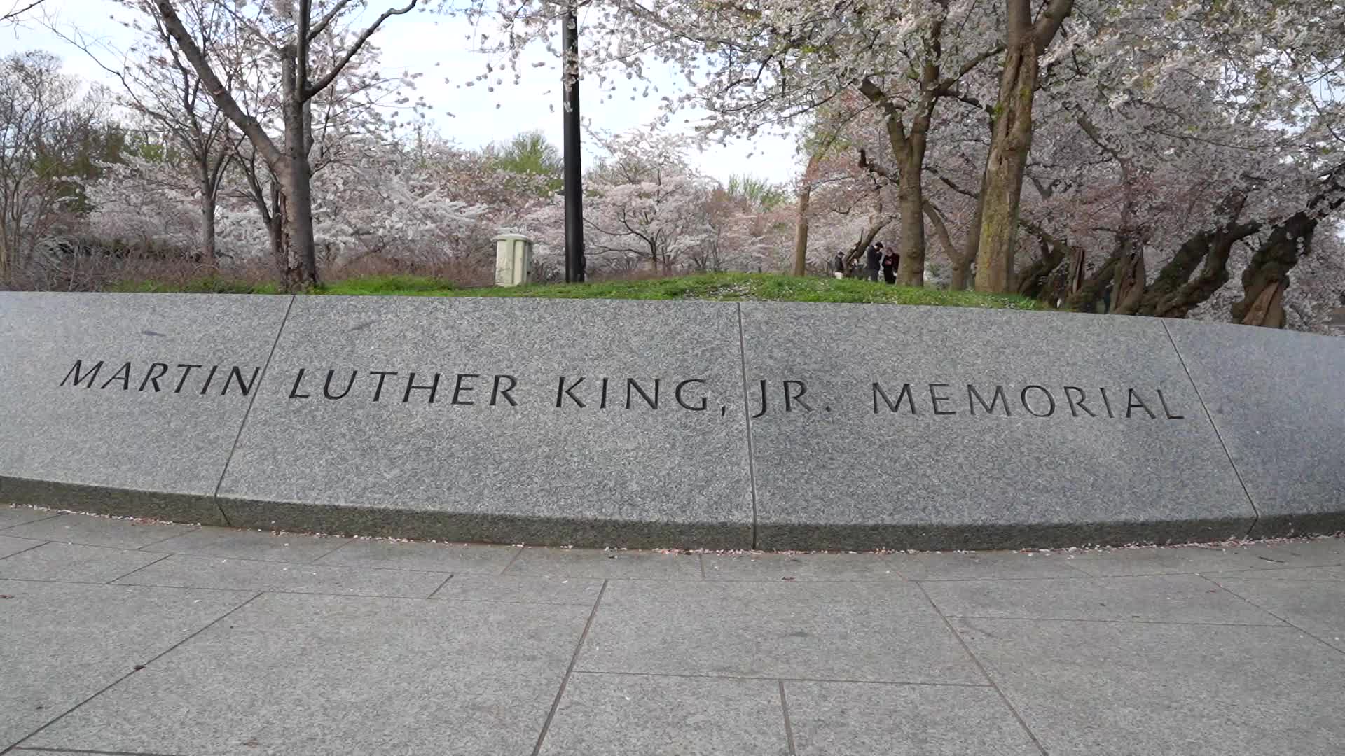 Martin Luther King, Jr. Memorial surrounded by blooming Japanese cherry blossom trees