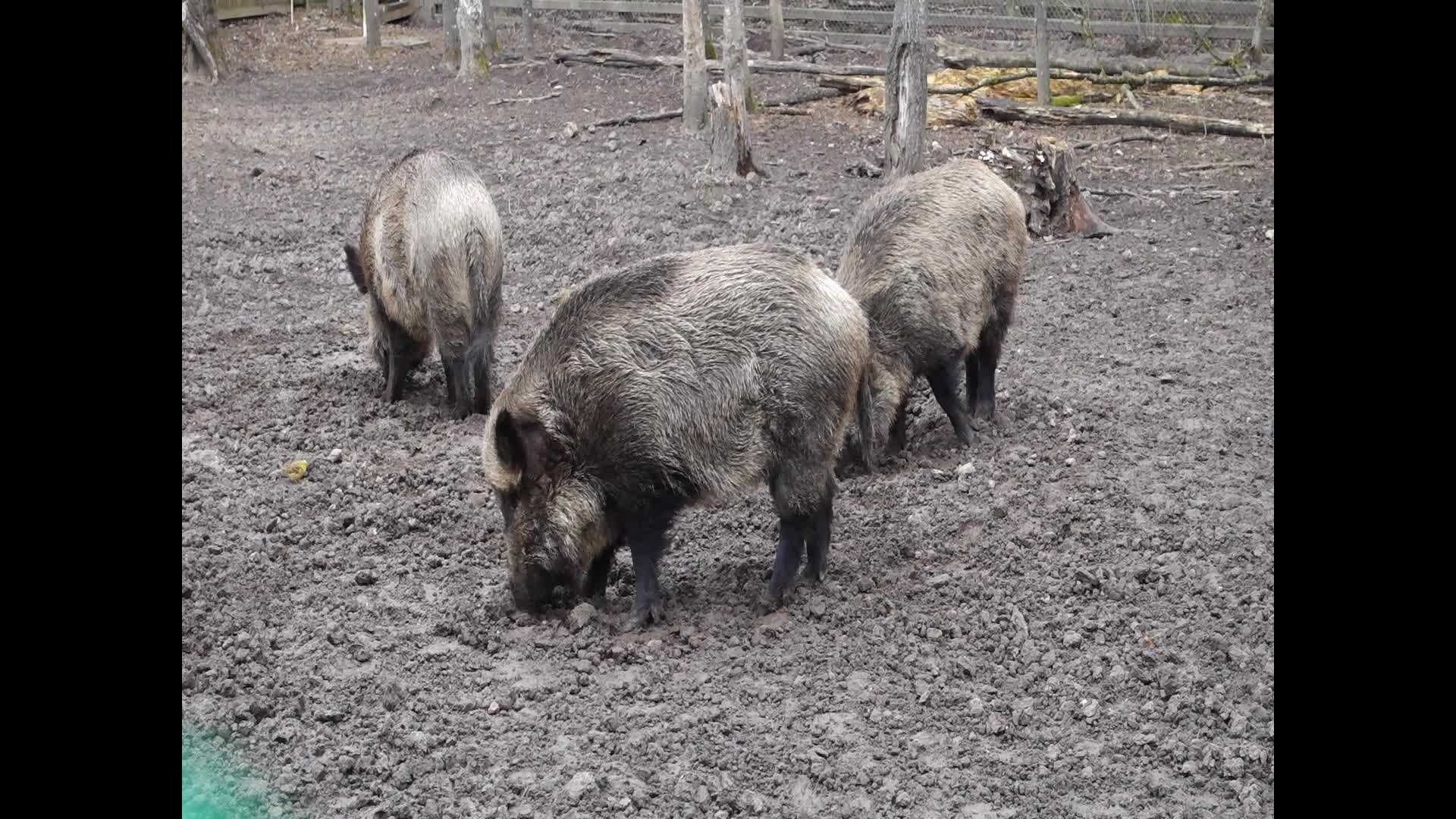 European Bison Show Reserve in Bialowieza, Poland