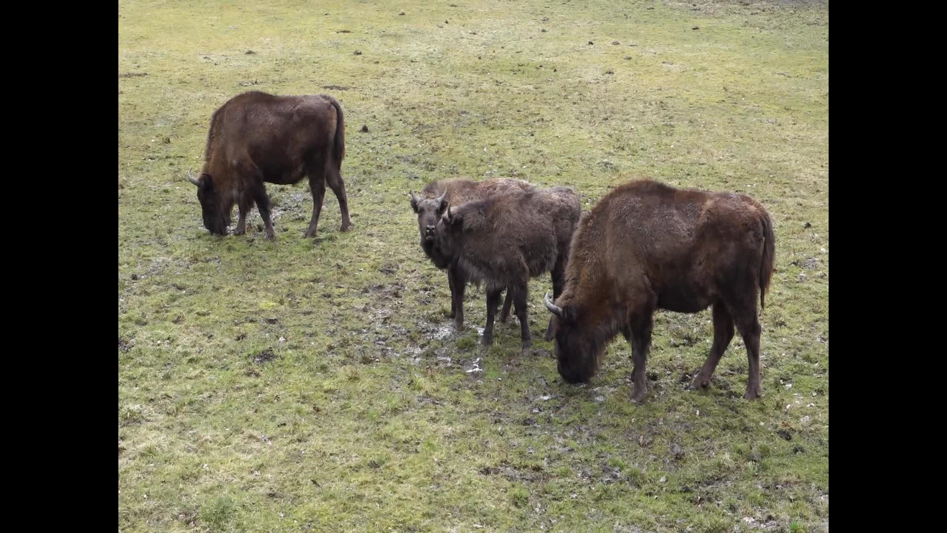 European Bison Show Reserve in Bialowieza, Poland