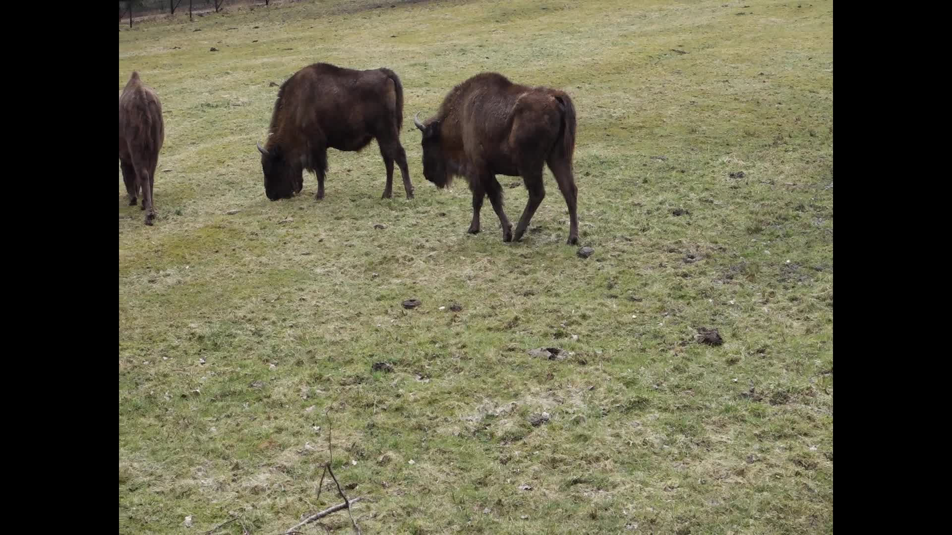 European Bison Show Reserve in Bialowieza, Poland