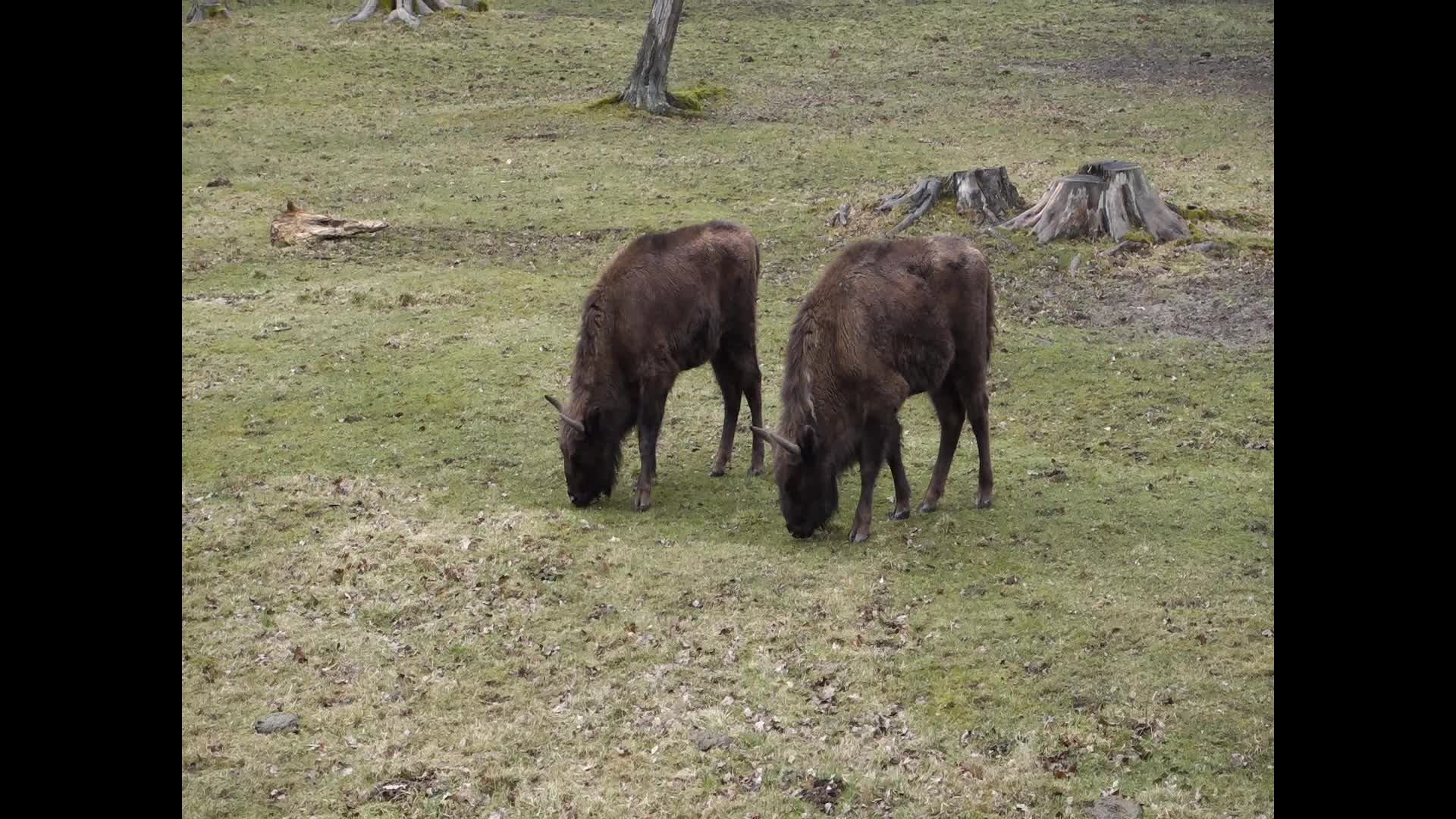 European Bison Show Reserve in Bialowieza, Poland