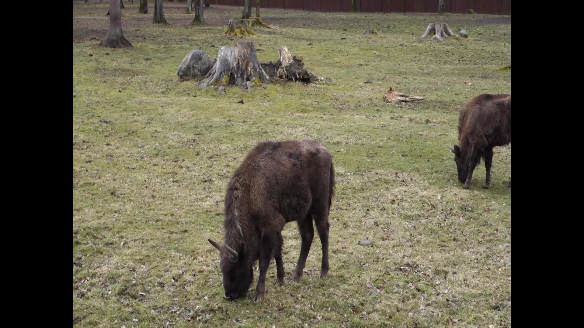 European Bison Show Reserve in Bialowieza, Poland