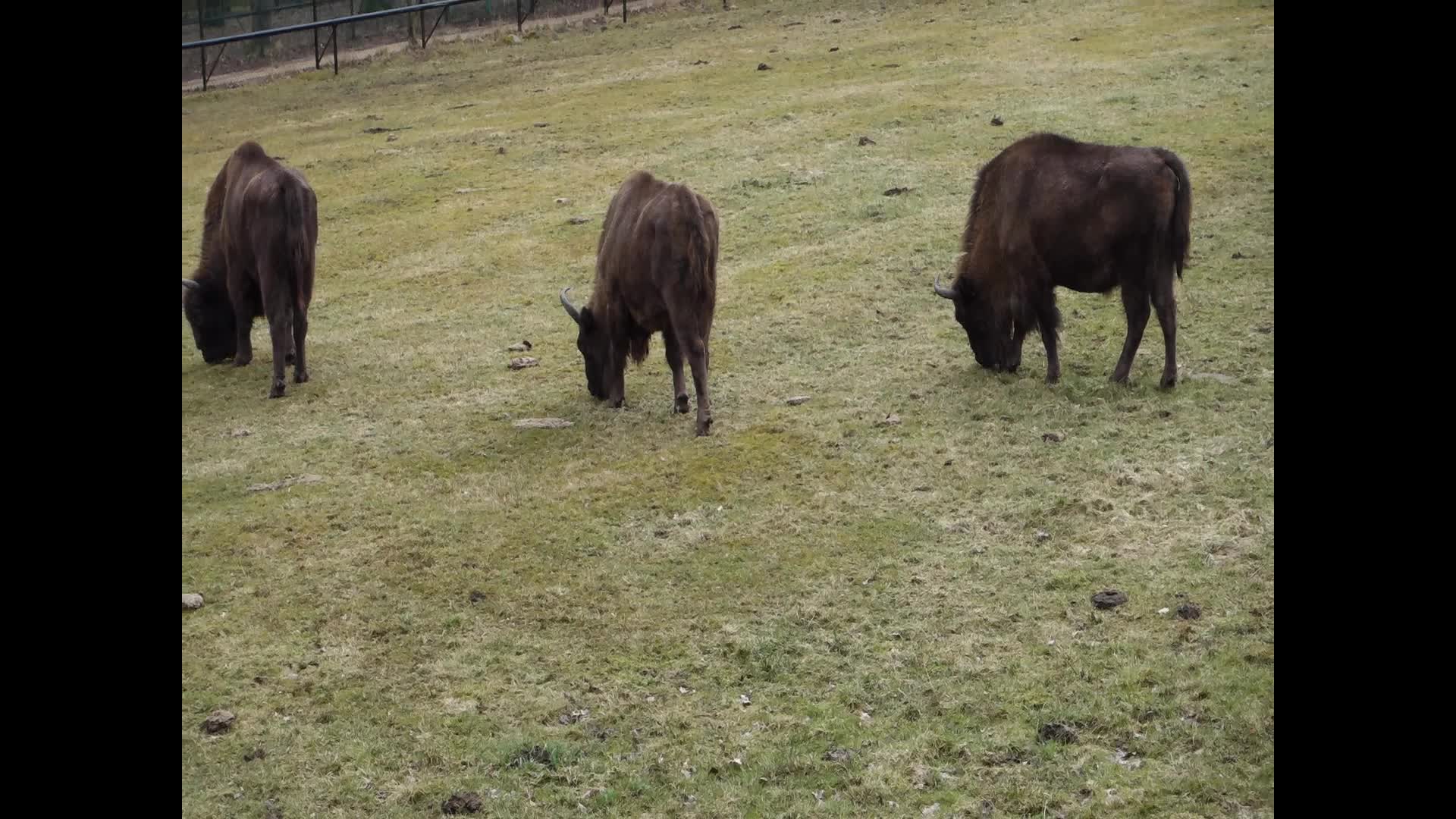 European Bison Show Reserve in Bialowieza, Poland