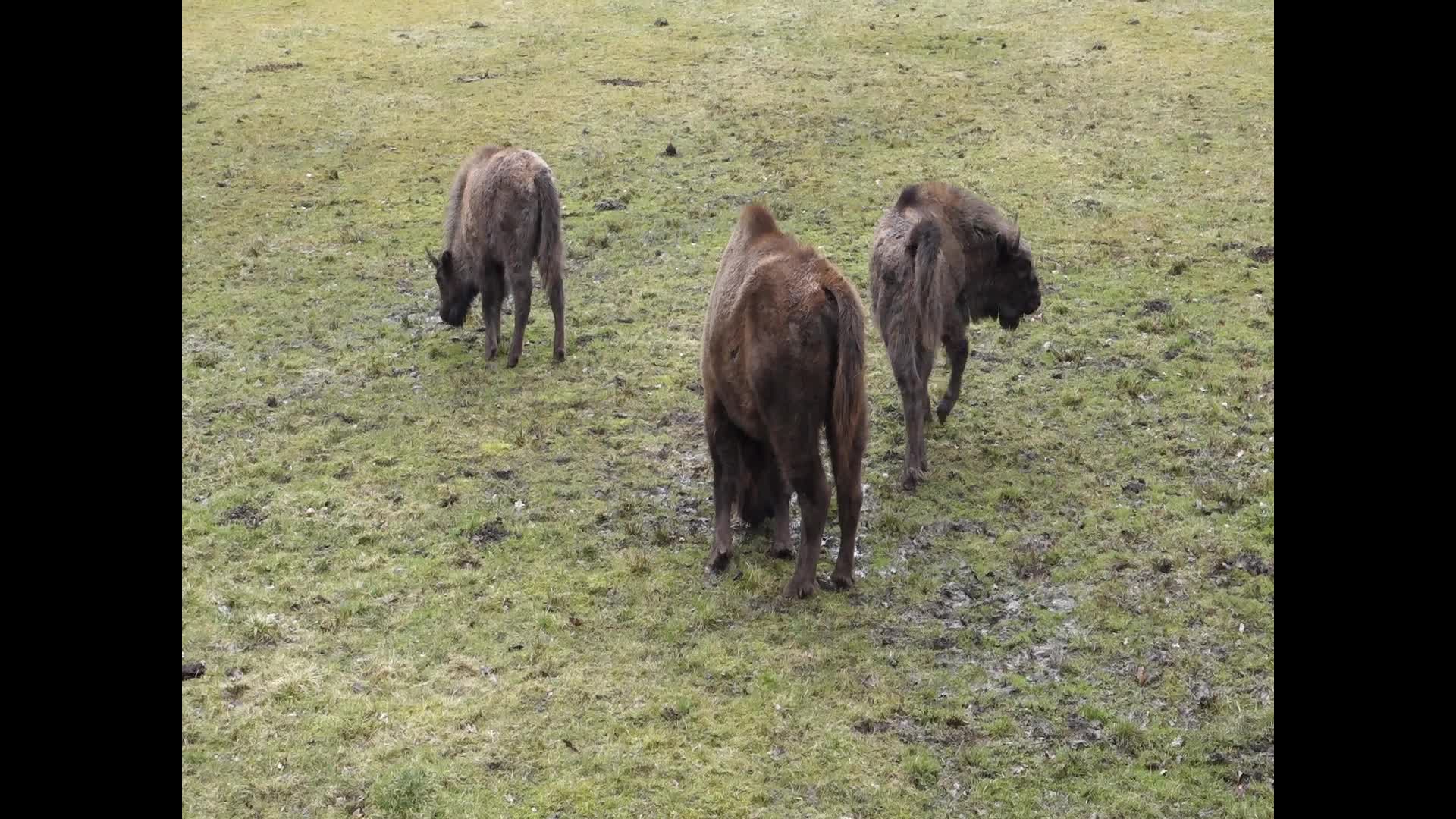 European Bison Show Reserve in Bialowieza, Poland