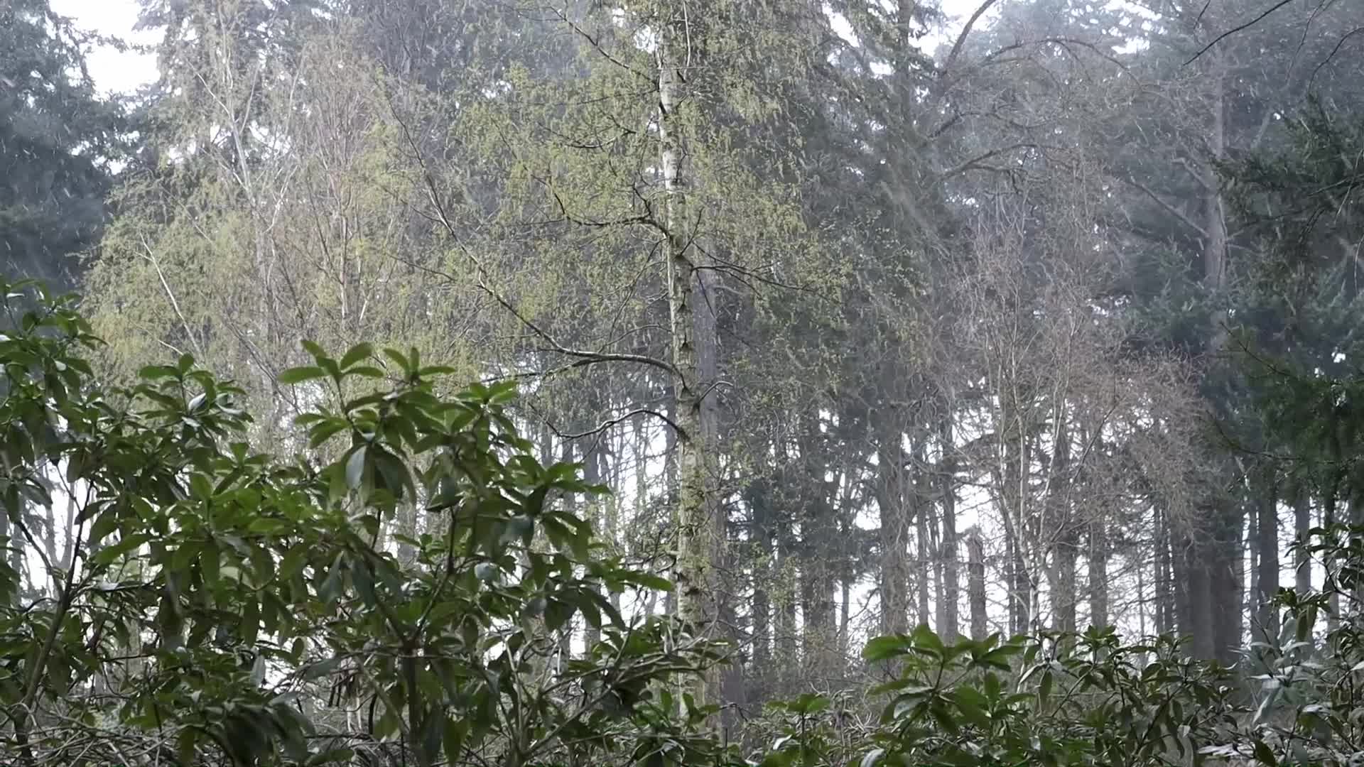 Snowfall in Netherlands during the Easter Monday