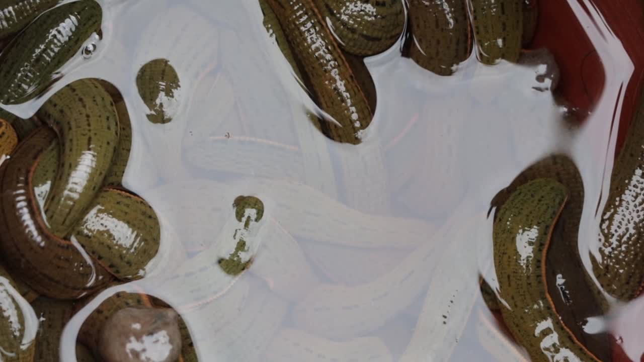 Leech Therapy Marks Nowruz In Kashmir