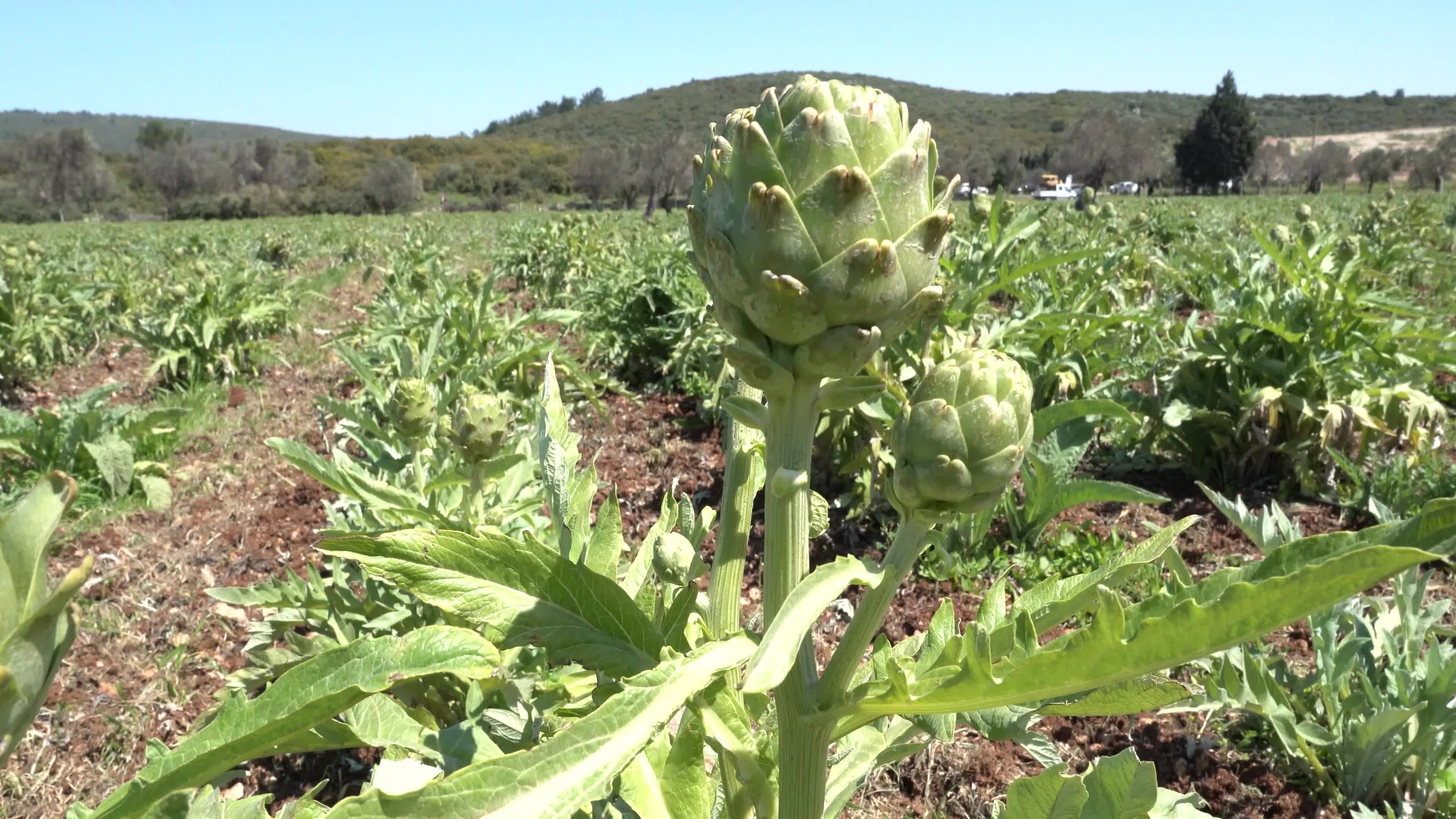 Symbolic harvest ceremony was held in the The 7th International Artichoke Festival in Turkey due to coronavirus pandemic