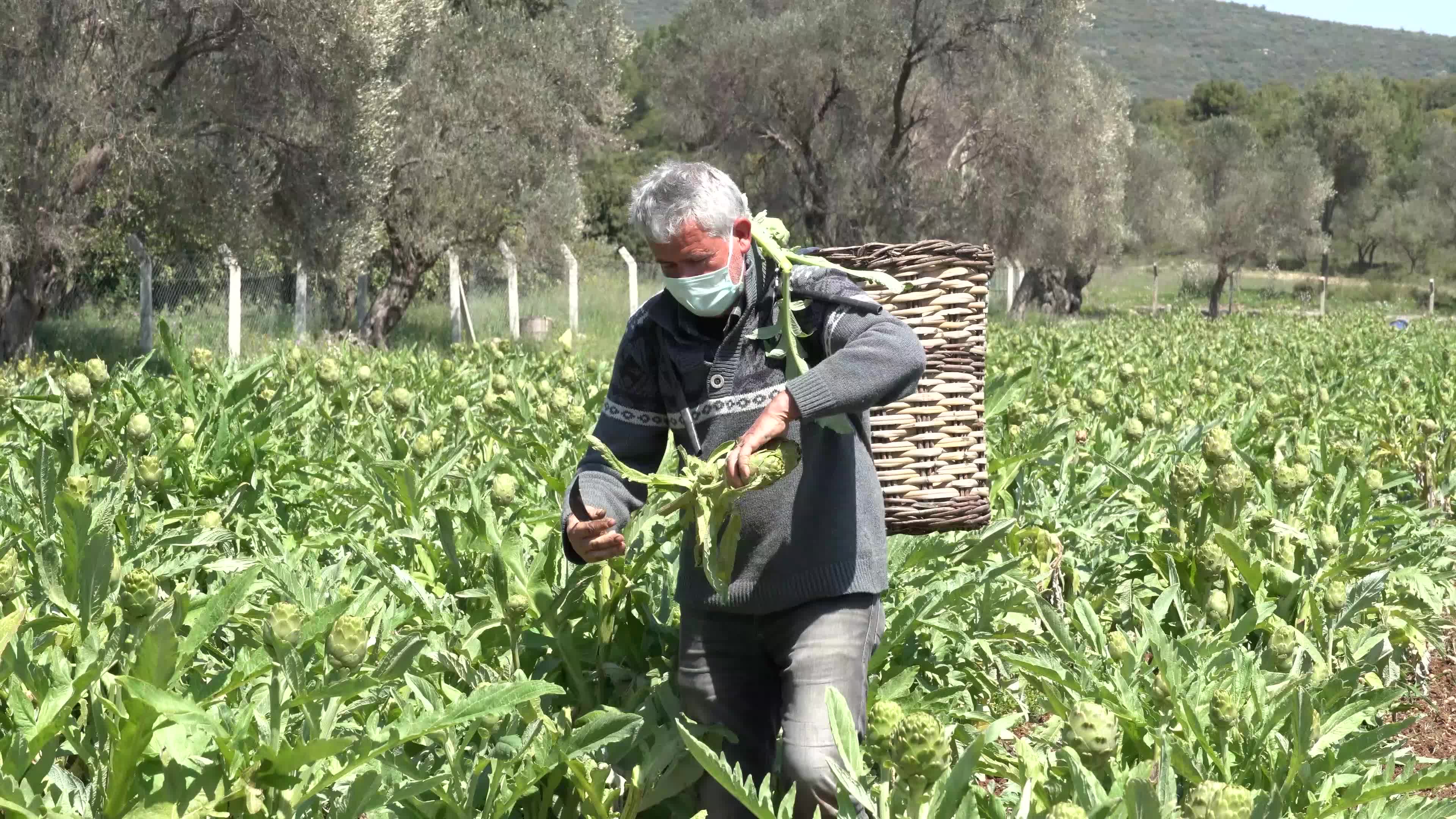 Symbolic harvest ceremony was held in the The 7th International Artichoke Festival in Turkey due to coronavirus pandemic