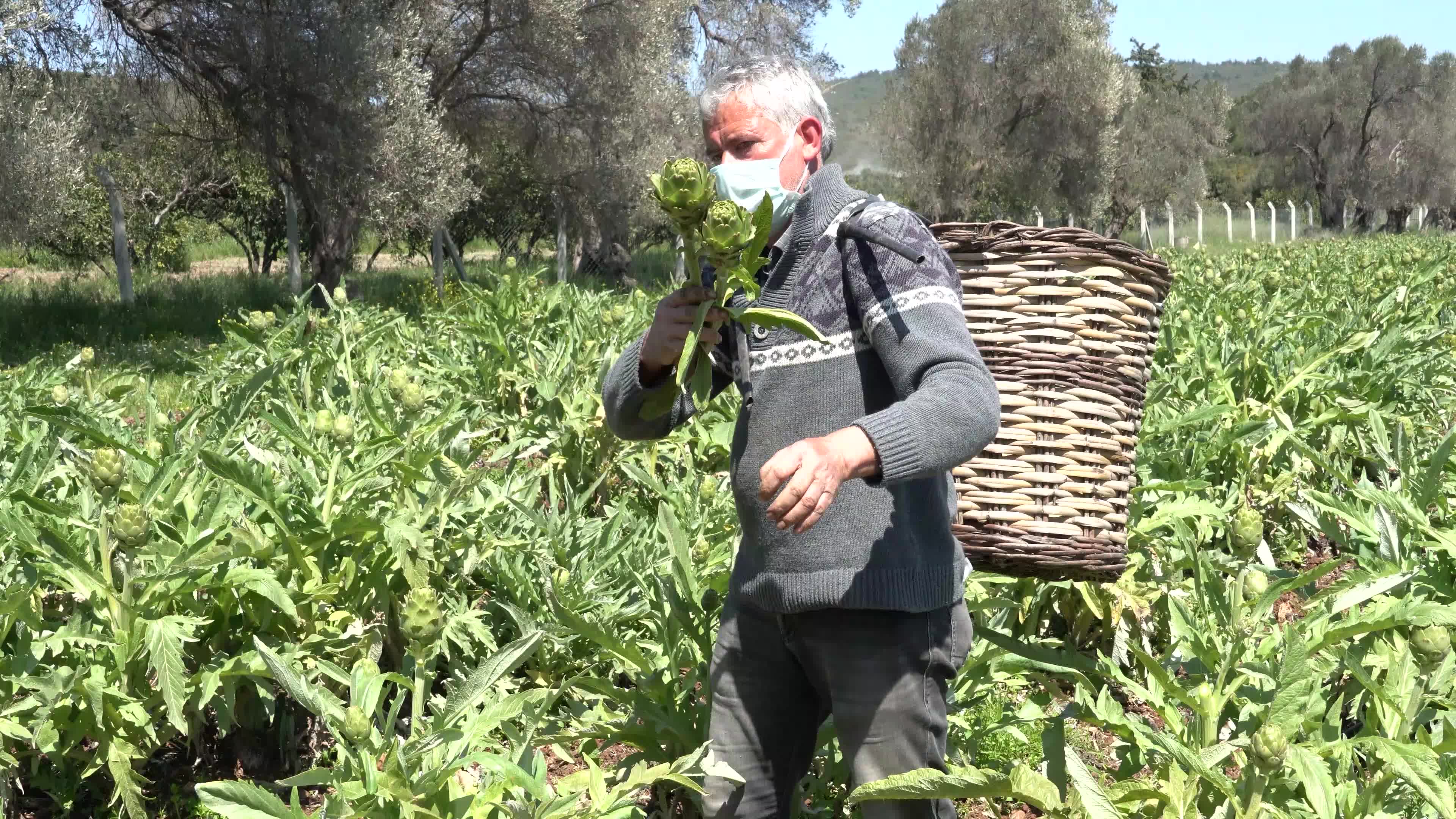 Symbolic harvest ceremony was held in the The 7th International Artichoke Festival in Turkey due to coronavirus pandemic