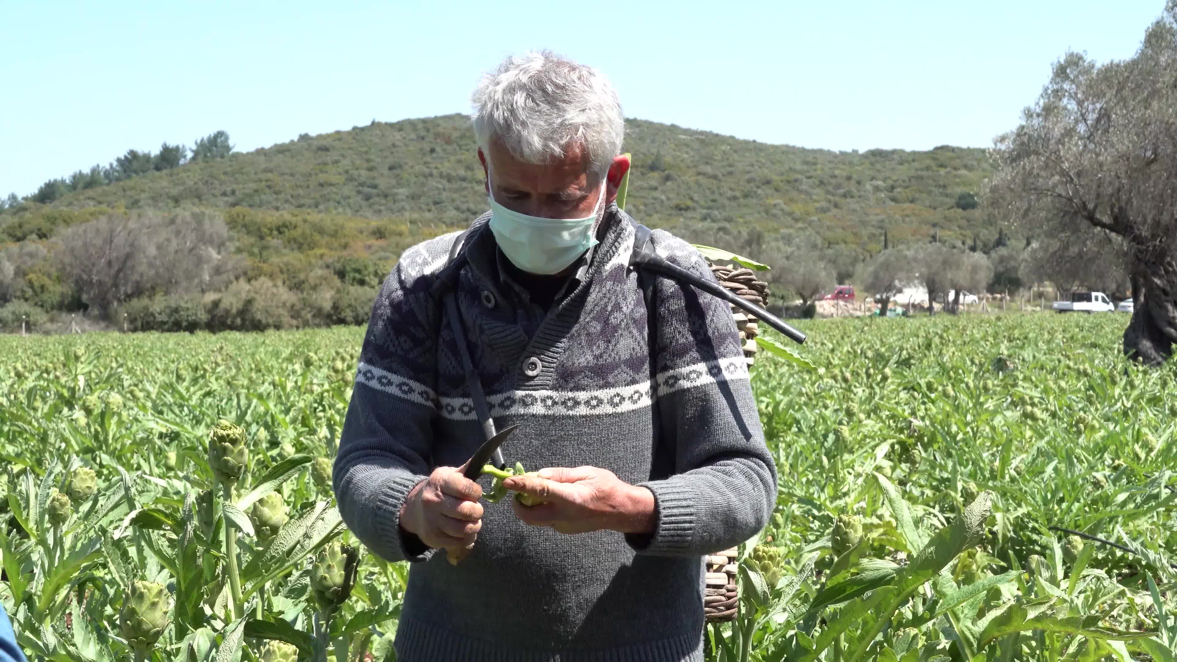 Symbolic harvest ceremony was held in the The 7th International Artichoke Festival in Turkey due to coronavirus pandemic