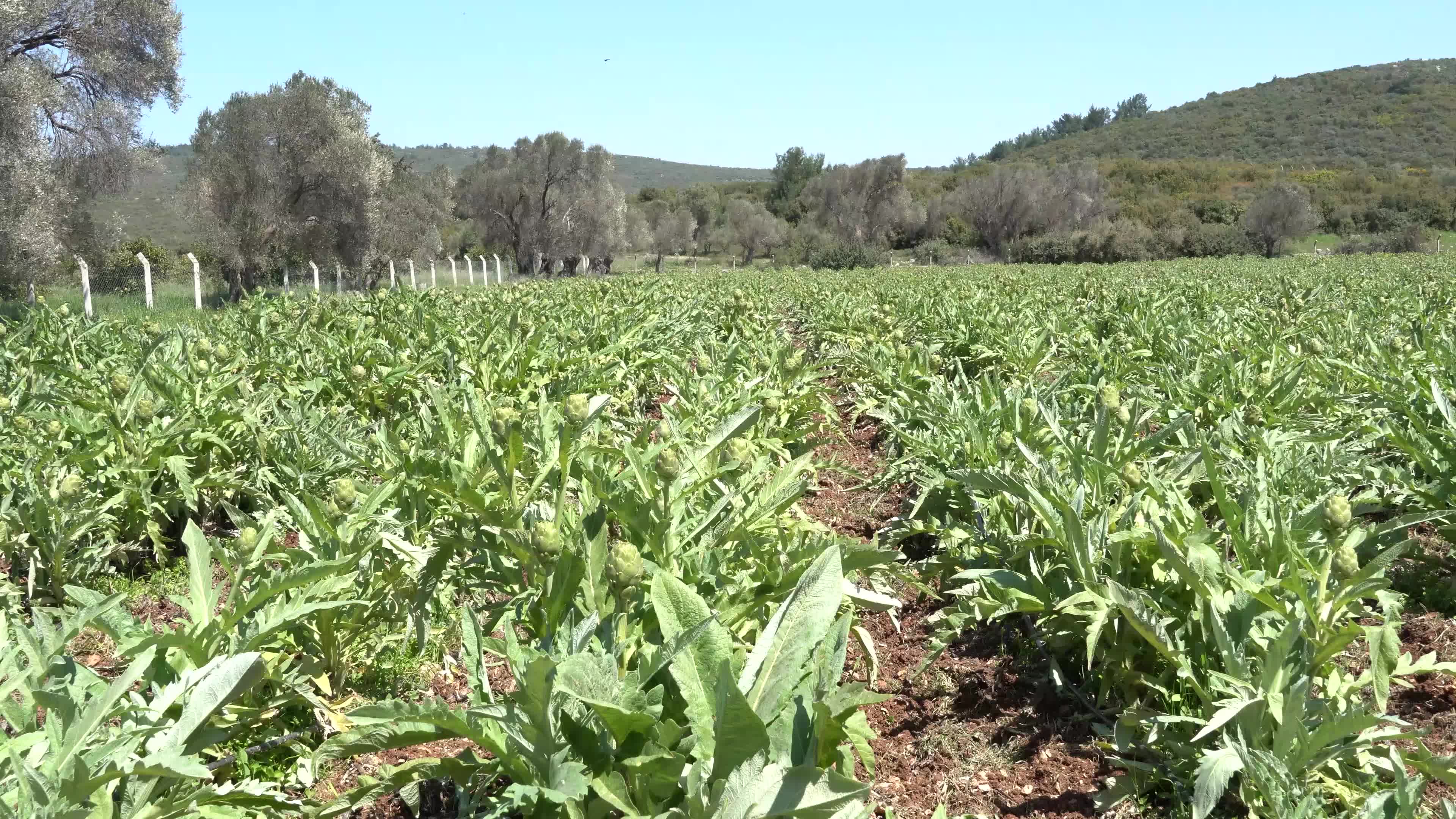 Symbolic harvest ceremony was held in the The 7th International Artichoke Festival in Turkey due to coronavirus pandemic