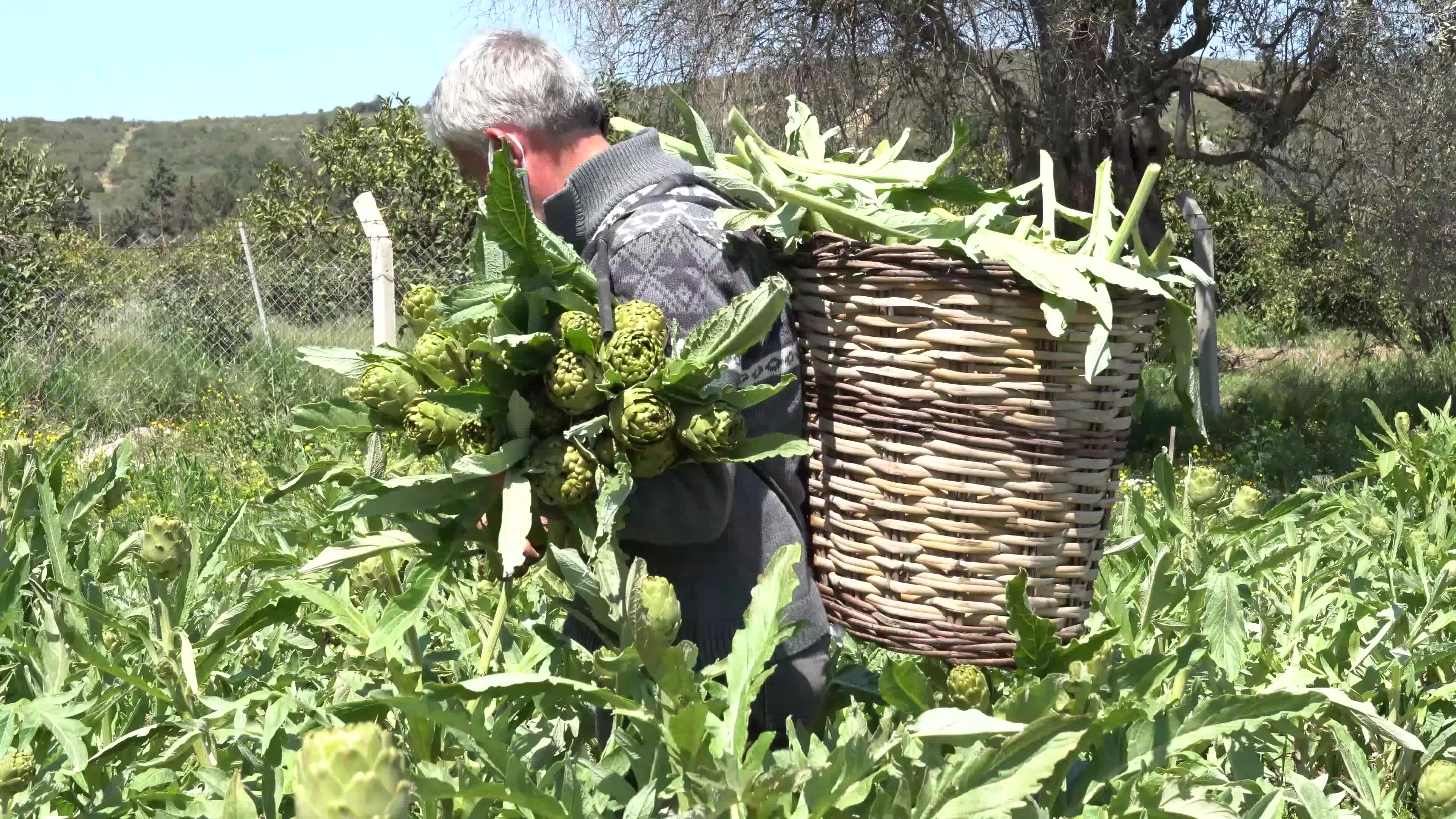 Symbolic harvest ceremony was held in the The 7th International Artichoke Festival in Turkey due to coronavirus pandemic