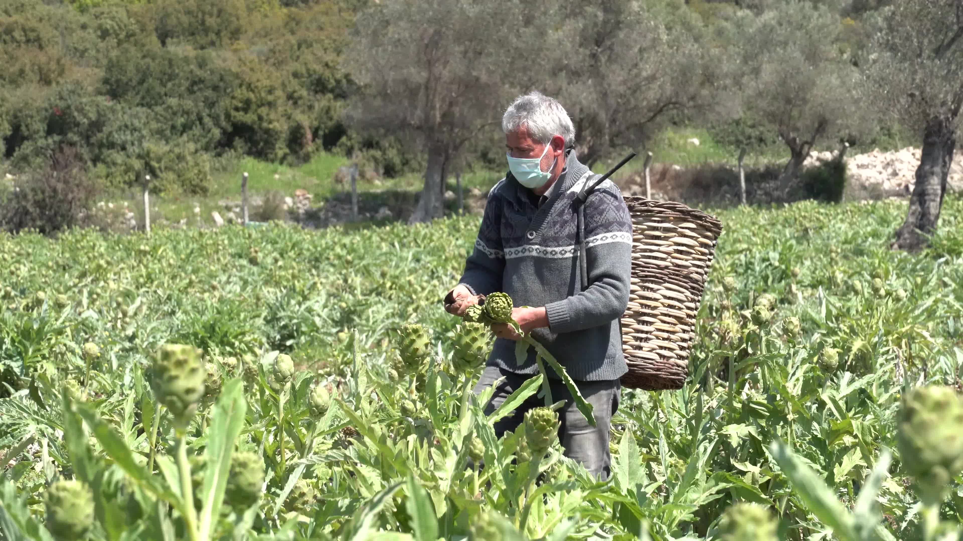 Symbolic harvest ceremony was held in the The 7th International Artichoke Festival in Turkey due to coronavirus pandemic