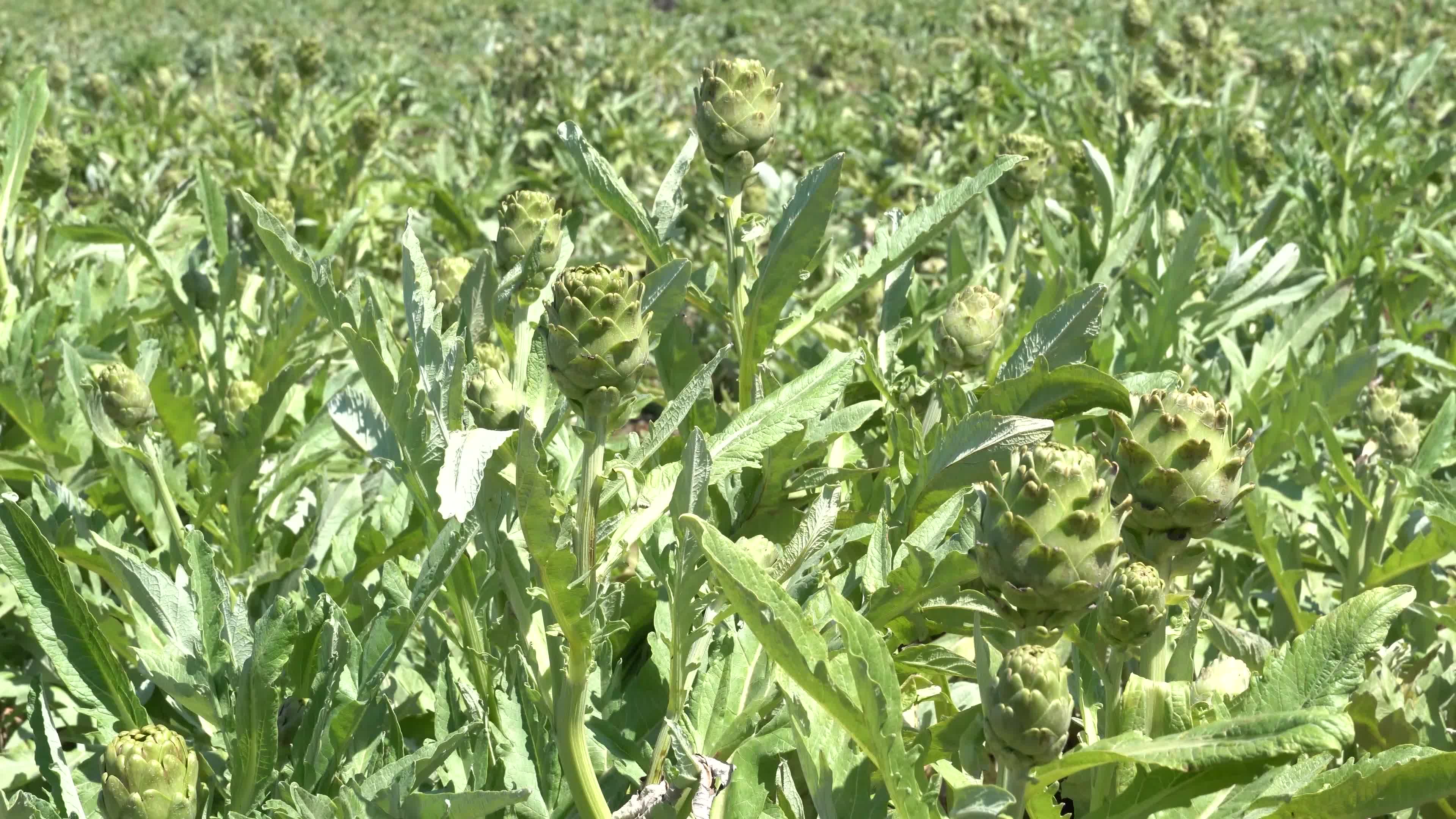 Symbolic harvest ceremony was held in the The 7th International Artichoke Festival in Turkey due to coronavirus pandemic