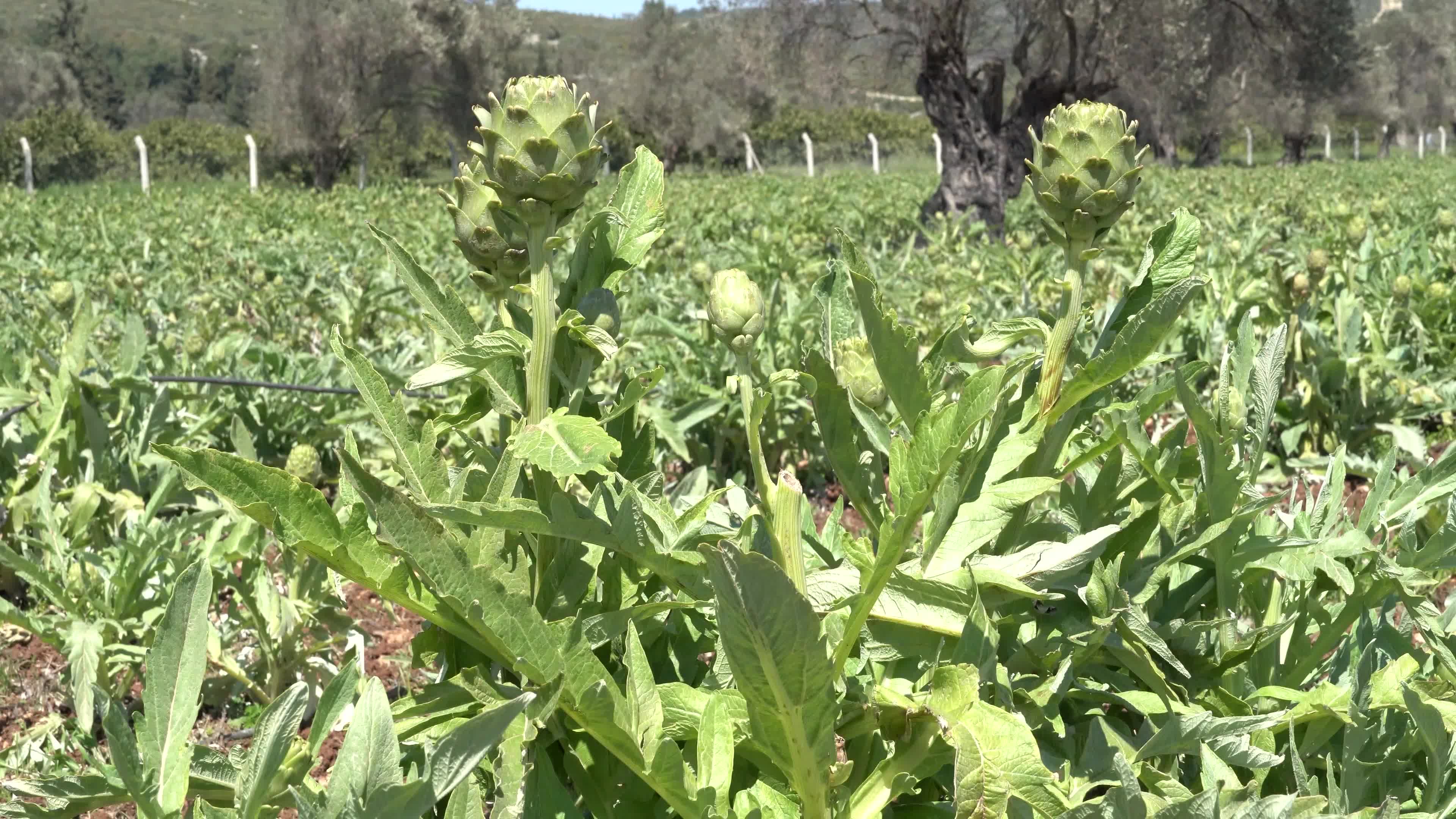 Symbolic harvest ceremony was held in the The 7th International Artichoke Festival in Turkey due to coronavirus pandemic