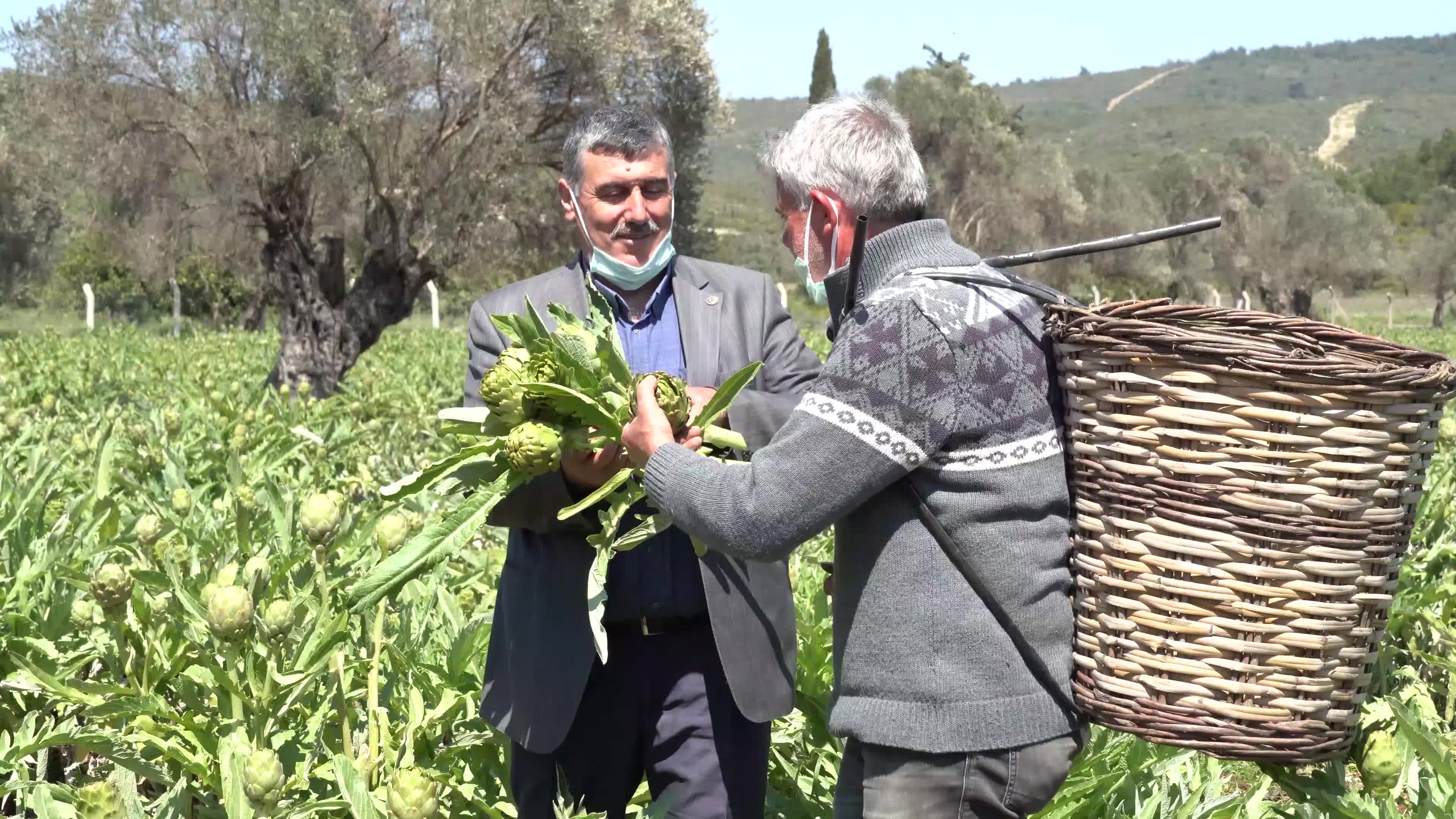 Symbolic harvest ceremony was held in the The 7th International Artichoke Festival in Turkey due to coronavirus pandemic