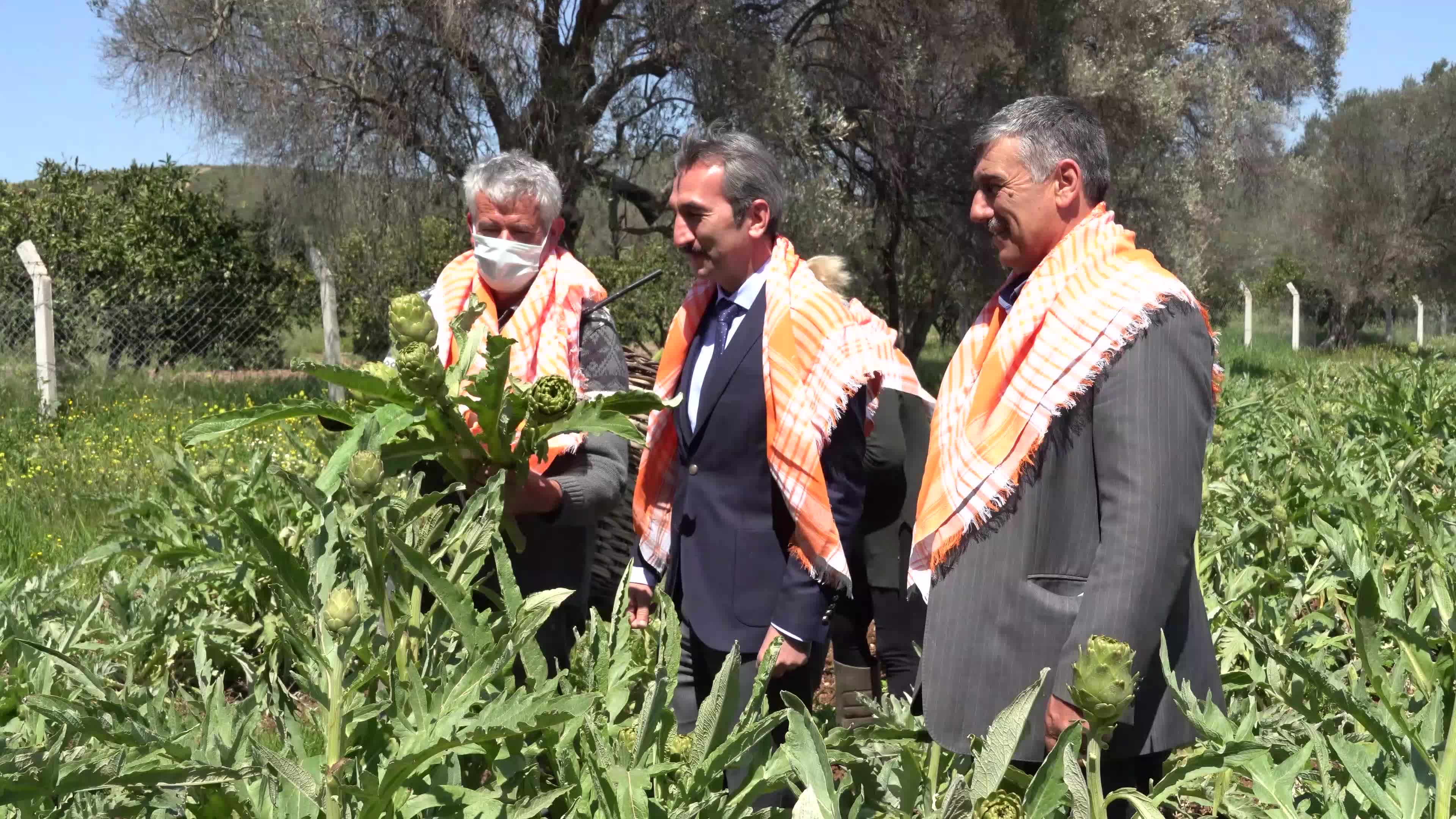 Symbolic harvest ceremony was held in the The 7th International Artichoke Festival in Turkey due to coronavirus pandemic