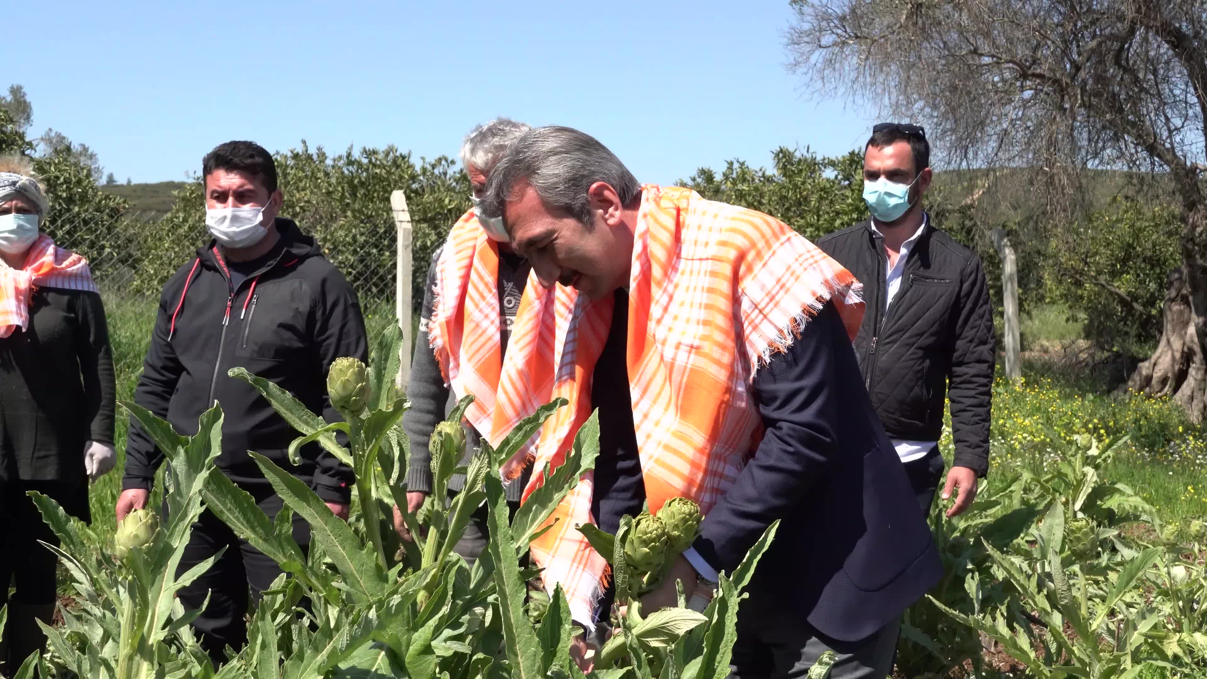 Symbolic harvest ceremony was held in the The 7th International Artichoke Festival in Turkey due to coronavirus pandemic
