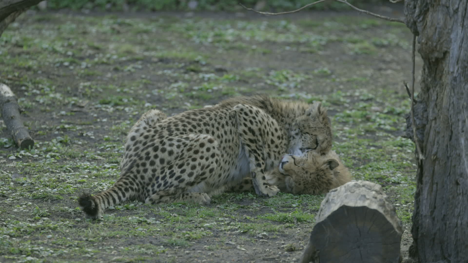 Warsaw Zoo