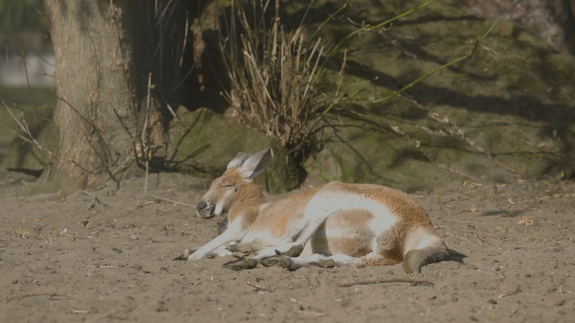 Warsaw Zoo