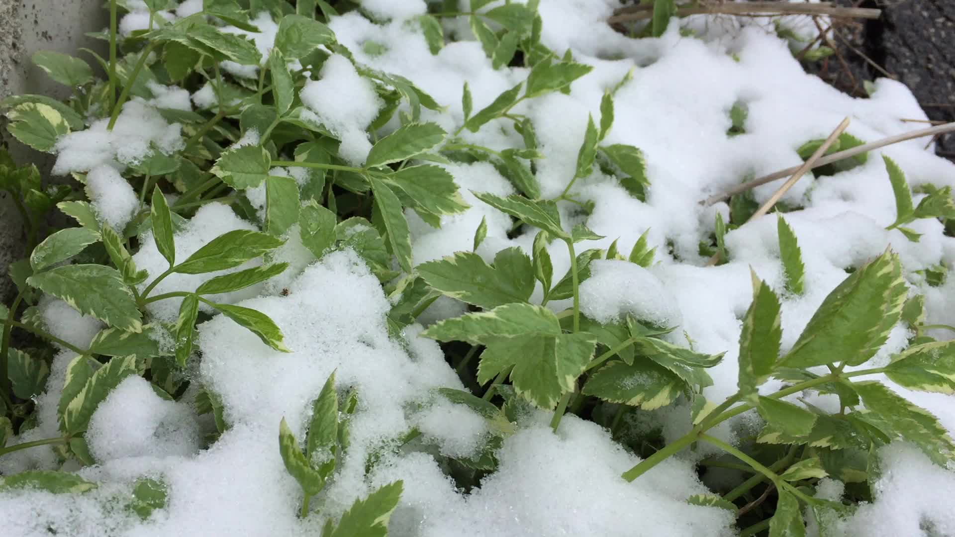 Spring season snowfall in Toronto
