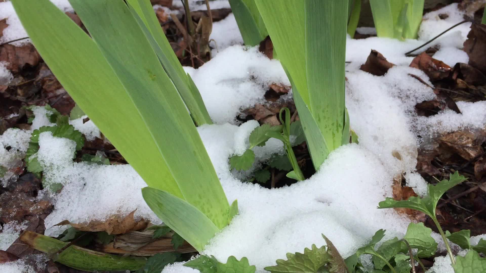 Spring season snowfall in Toronto