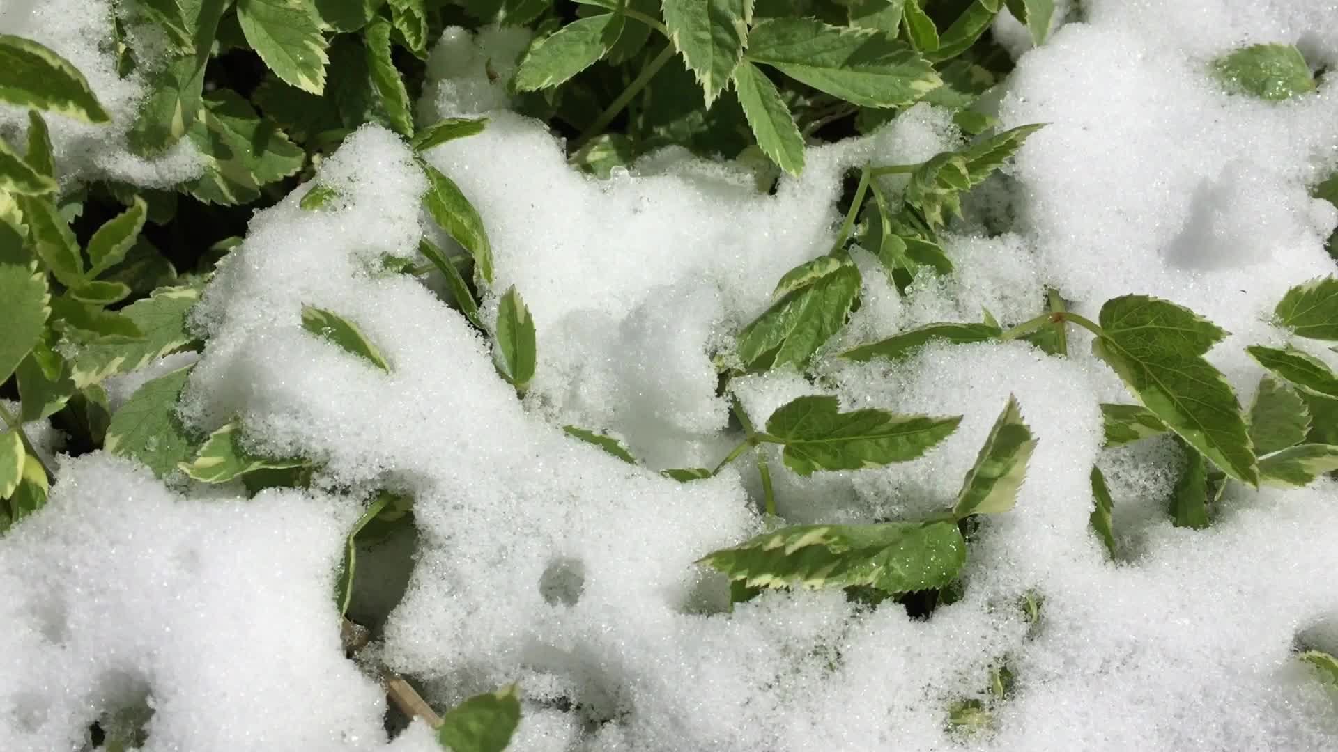 Spring season snowfall in Toronto