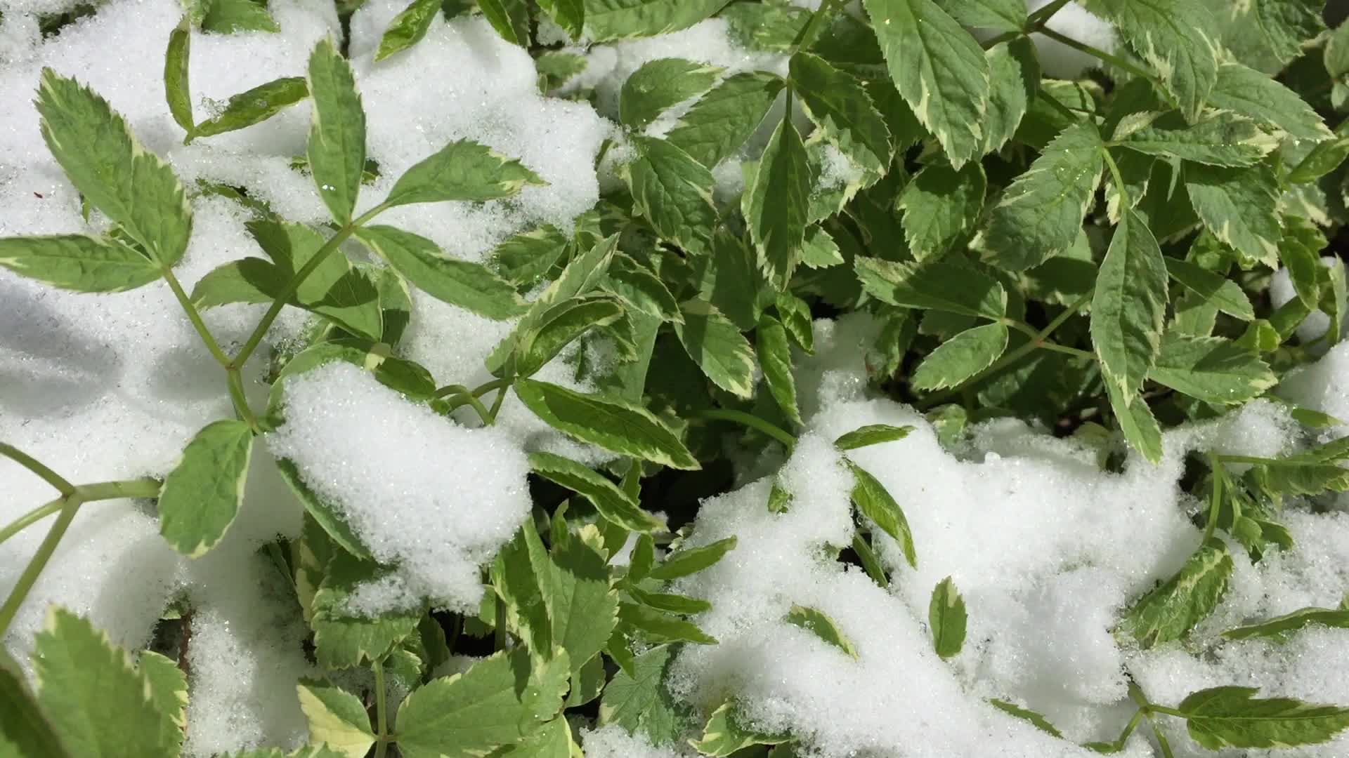 Spring season snowfall in Toronto