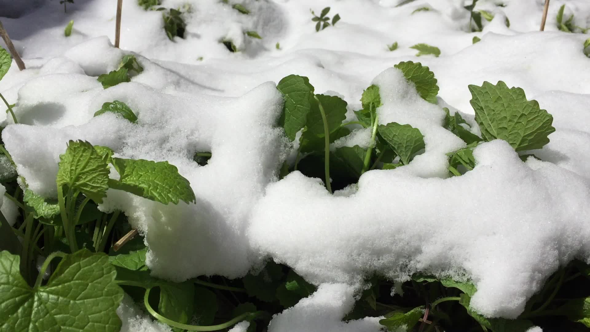 Spring season snowfall in Toronto