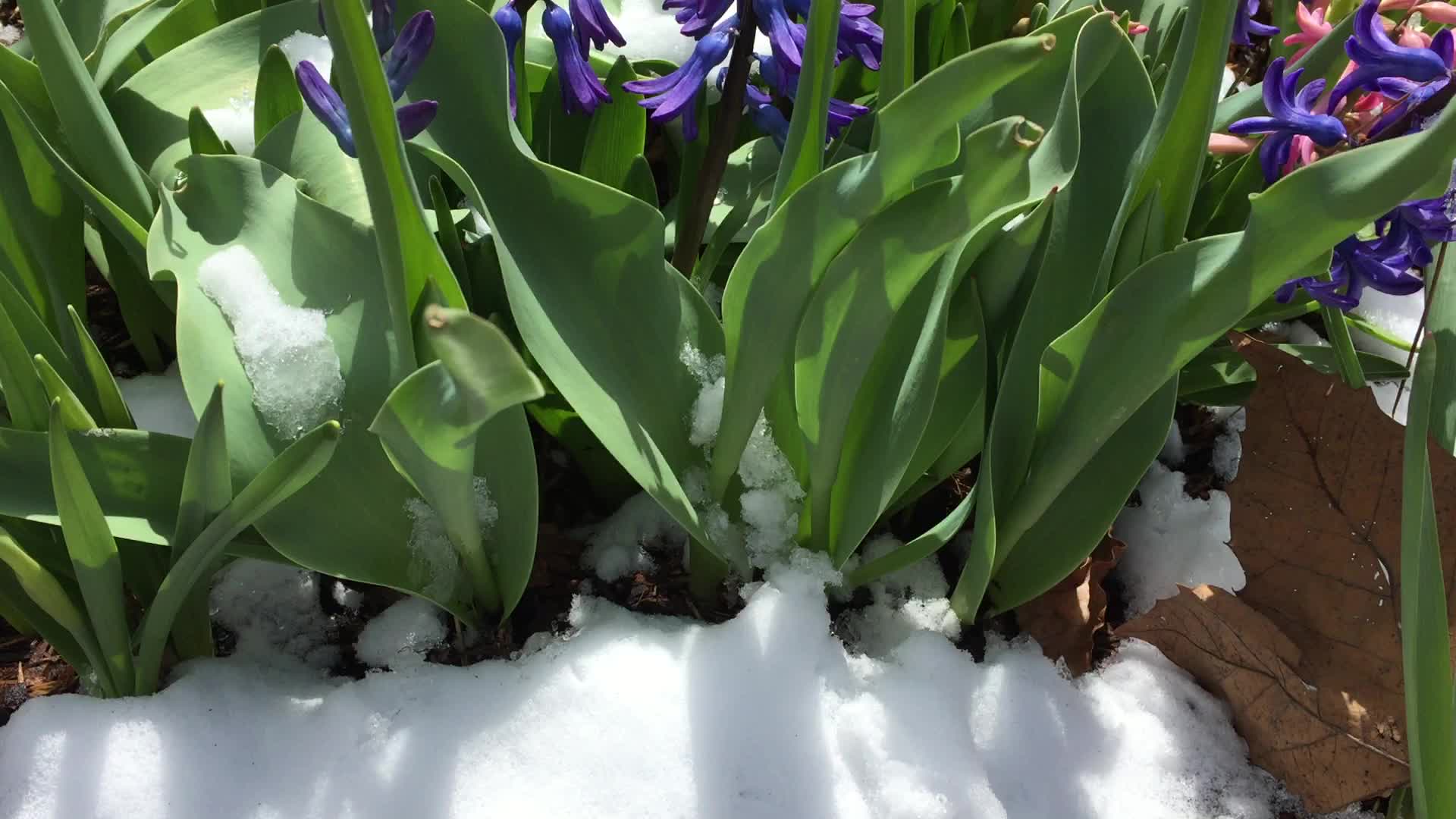 Spring season snowfall in Toronto
