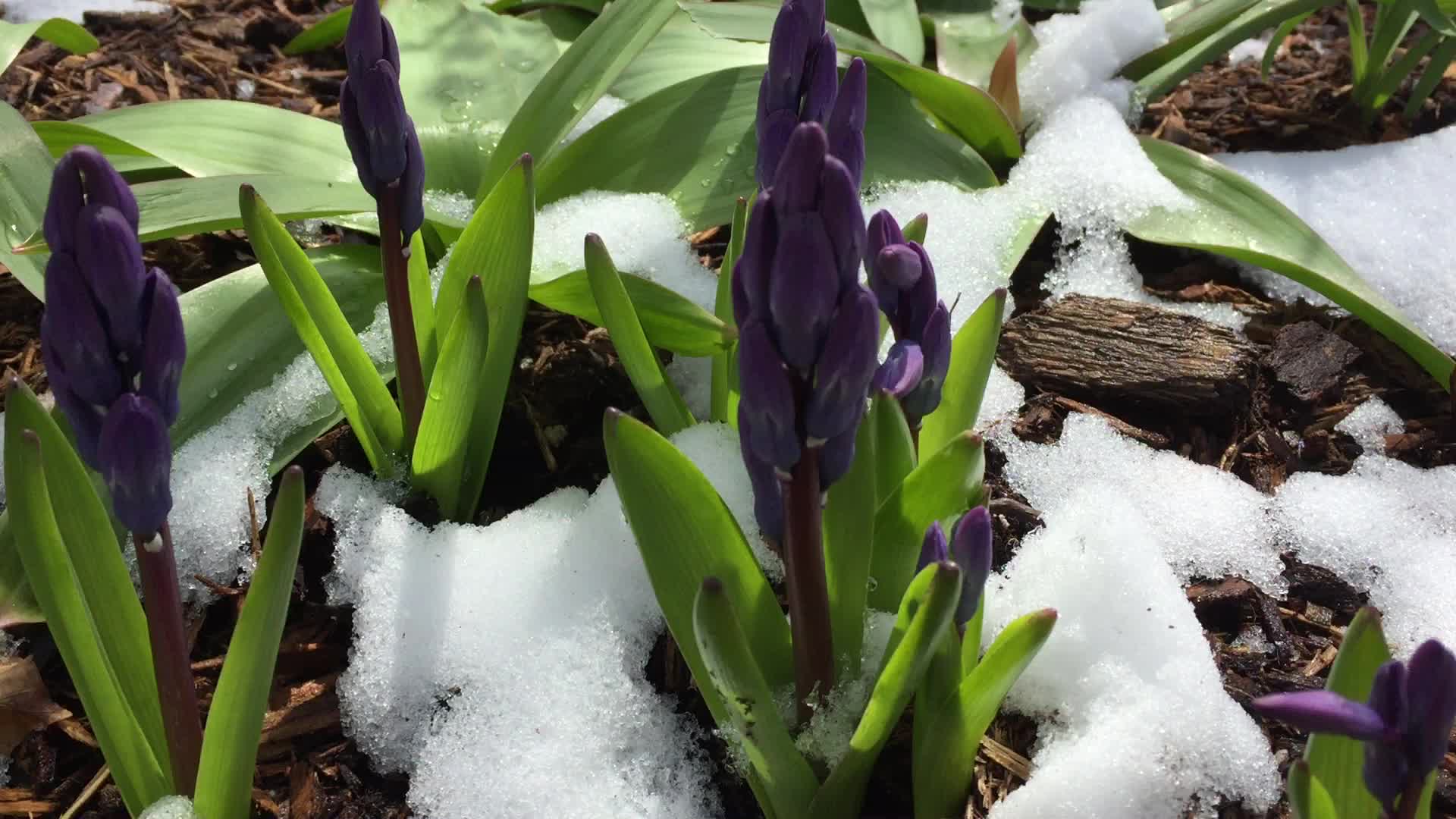 Spring season snowfall in Toronto