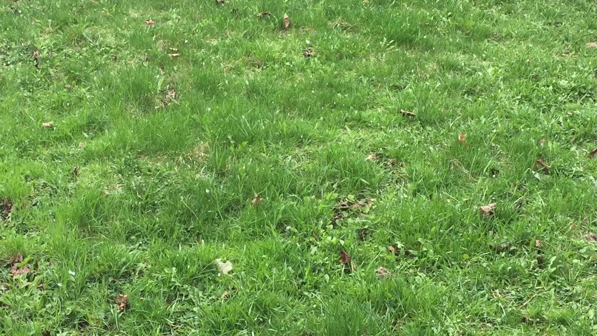 Spring season snowfall in Toronto
