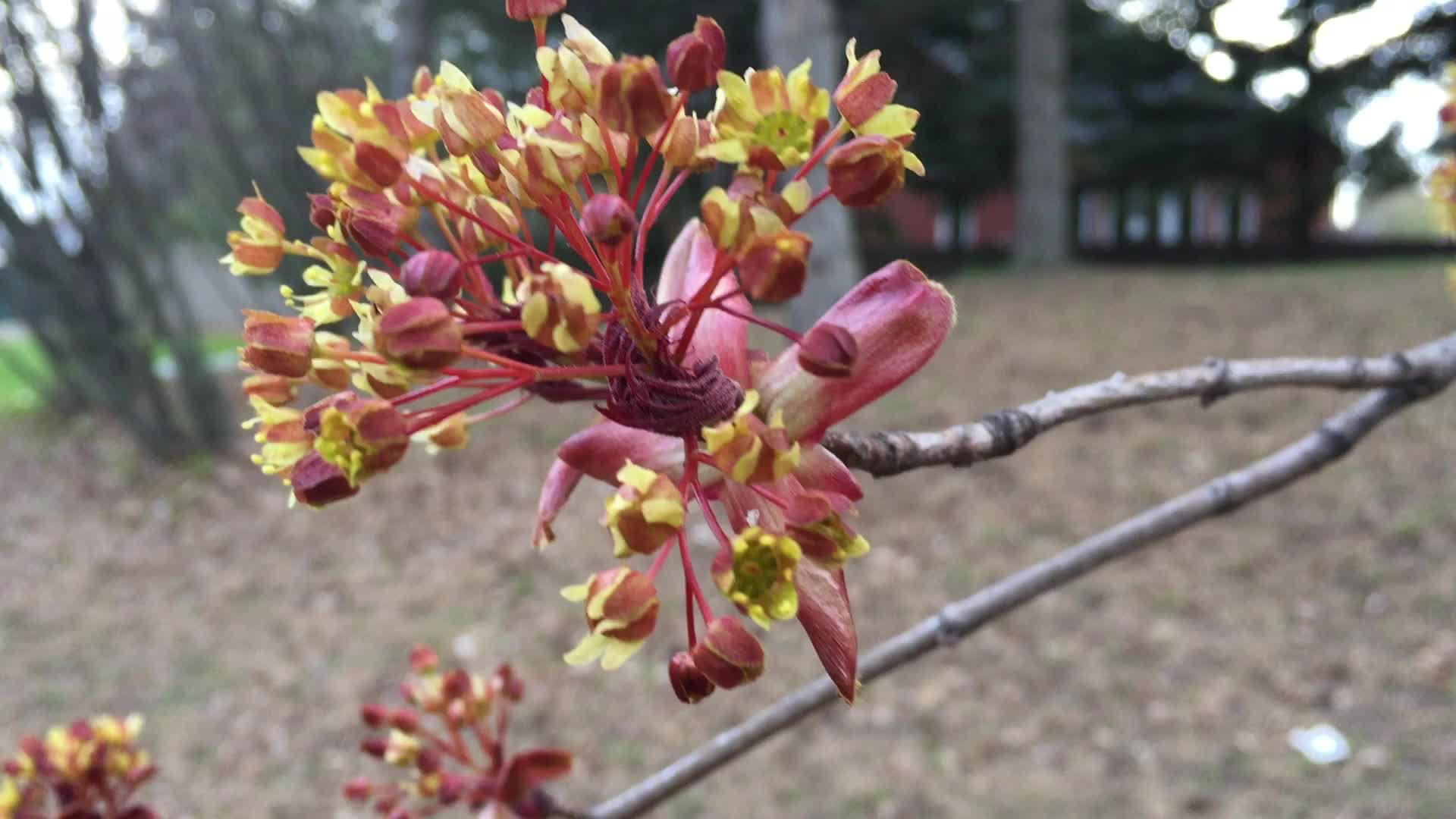 Spring season in Canada