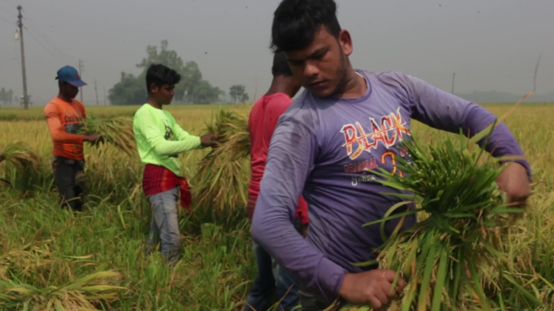 Rice Harvesting in Naogaon 
