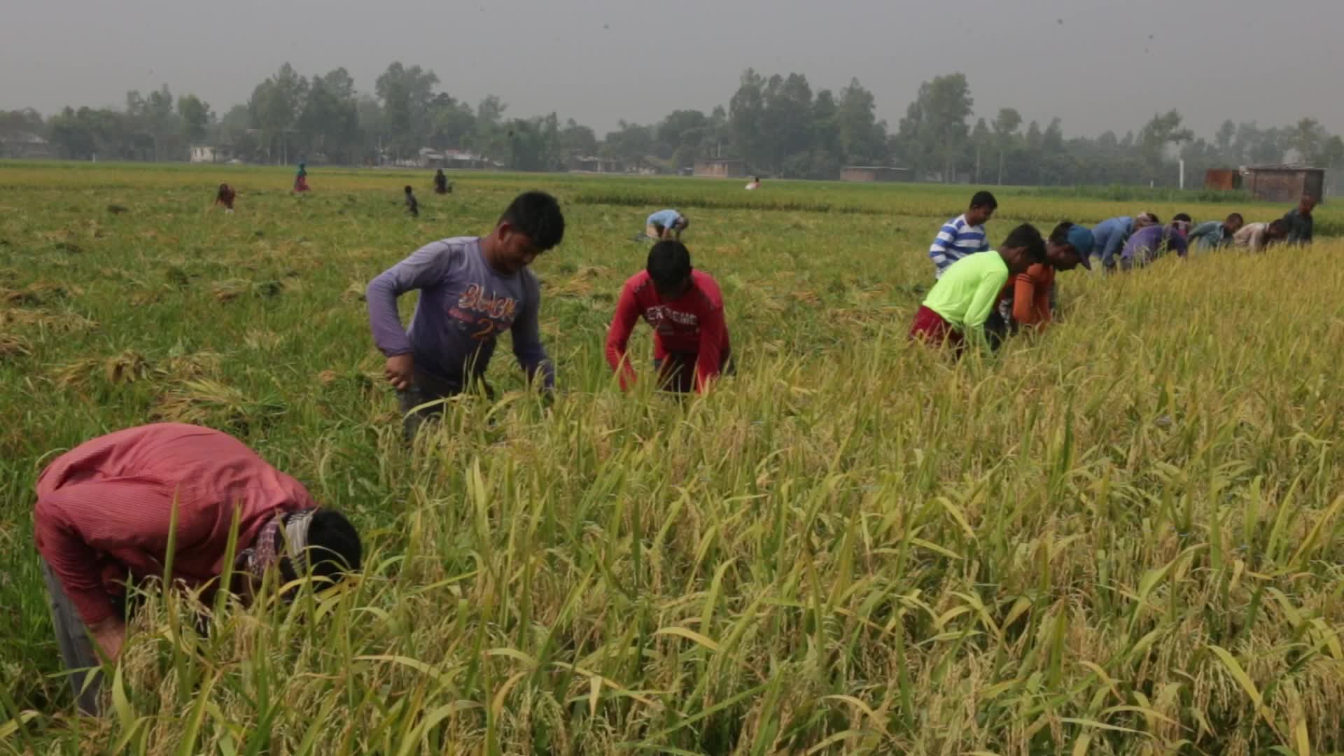 Rice Harvesting in Naogaon 