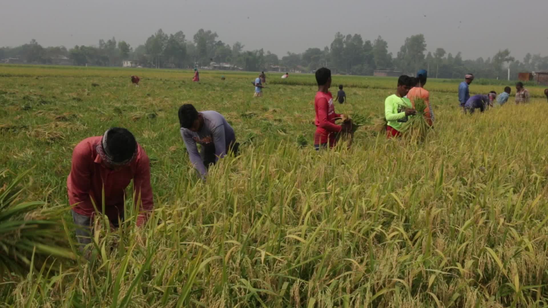 Rice Harvesting in Naogaon 