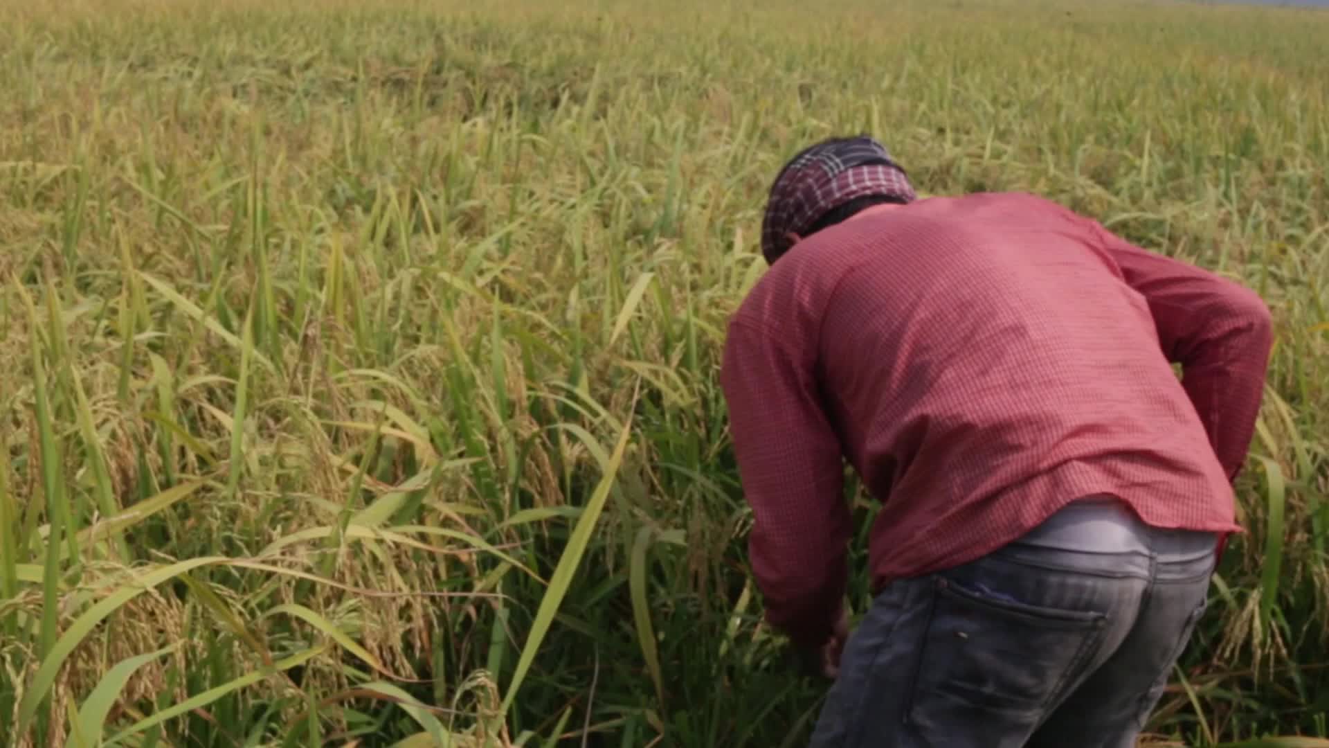 Rice Harvesting in Naogaon 