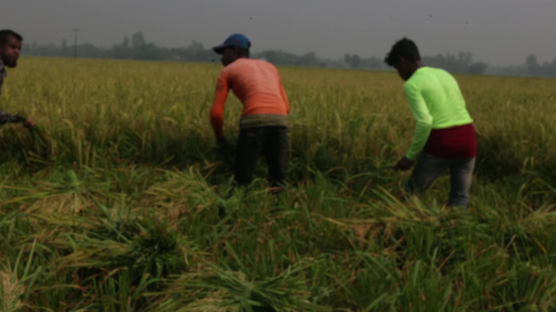Rice Harvesting in Naogaon 